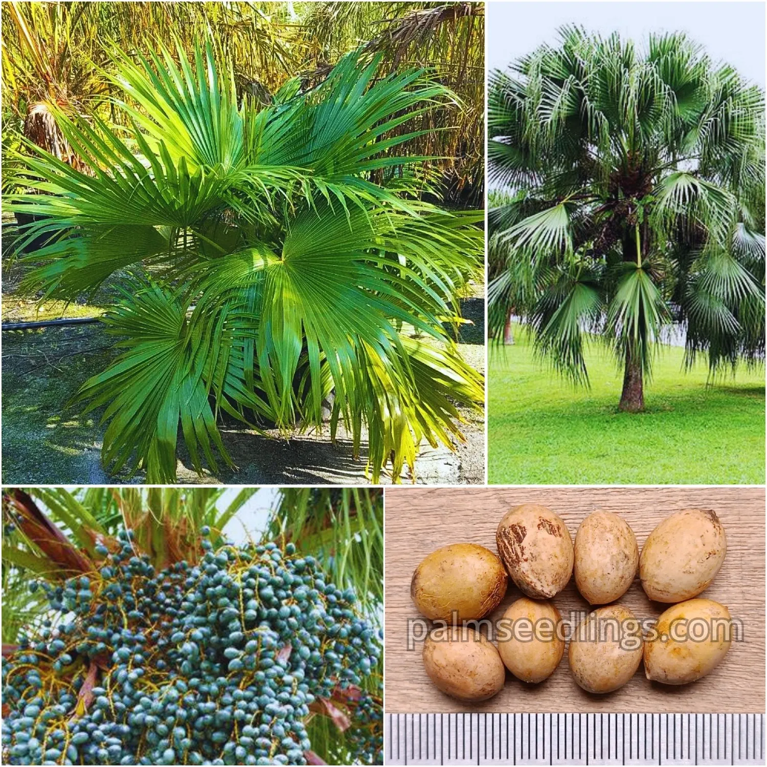 Livistona chinensis - Chinese Fan Palm Seeds 1 Livistona Chinensis Seeds Chinese Fan Palm