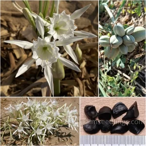Pancratium Maritimum Seeds Sea Daffodil or Sand Lily