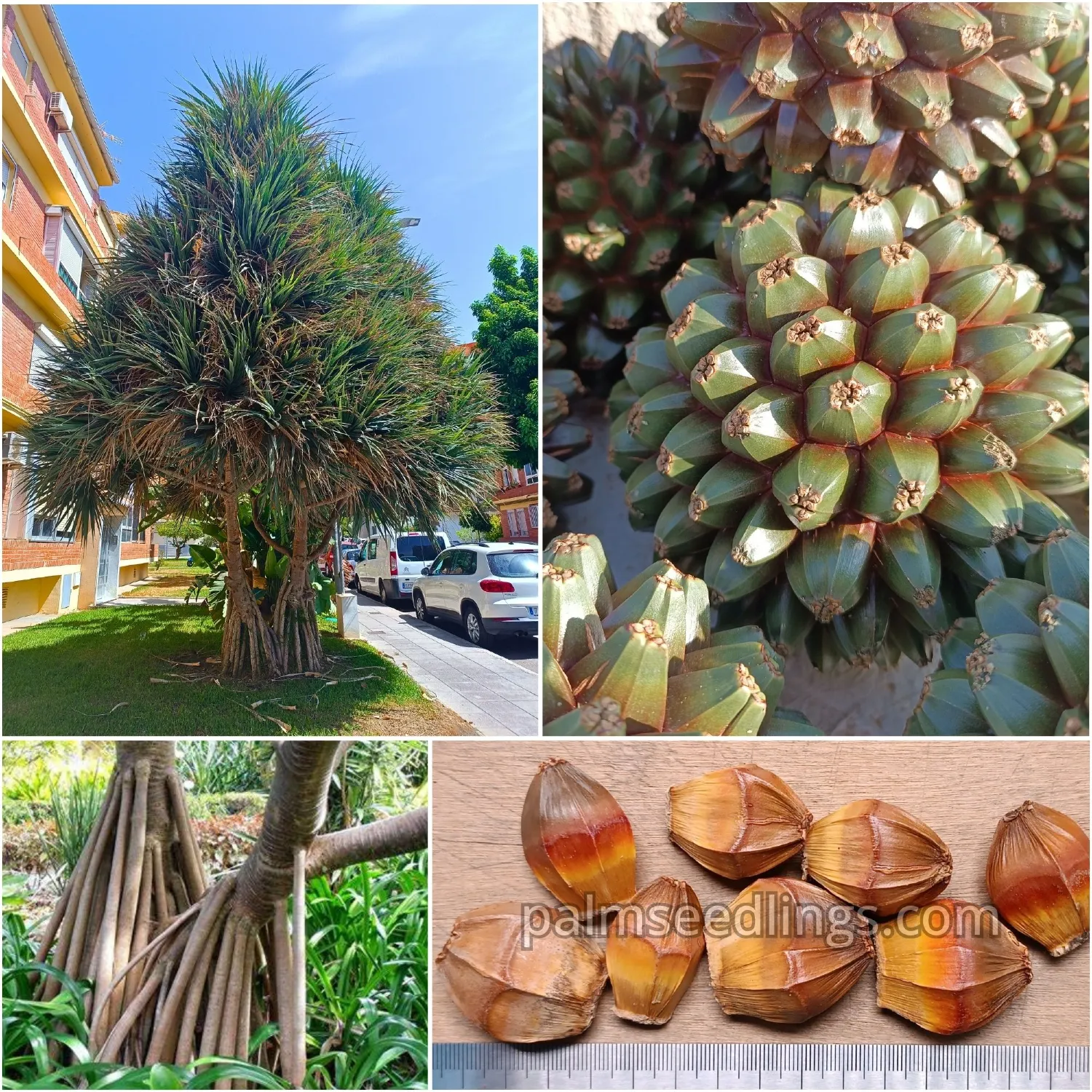 Pandanus Utilis Seeds Screw Pine or Pandan Tree