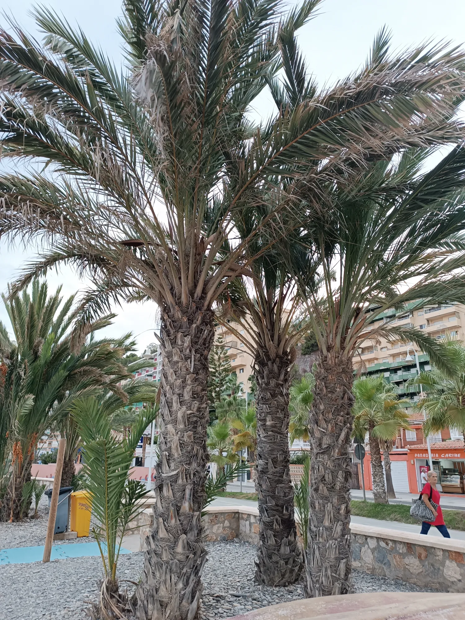 Phoenix dactylifera - Date Palm Seedlings 4 Phoenix Dactylifera ()