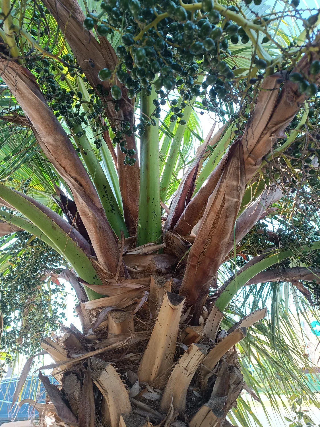 Livistona chinensis - Chinese Fan Palm Seedlings 6 image ()