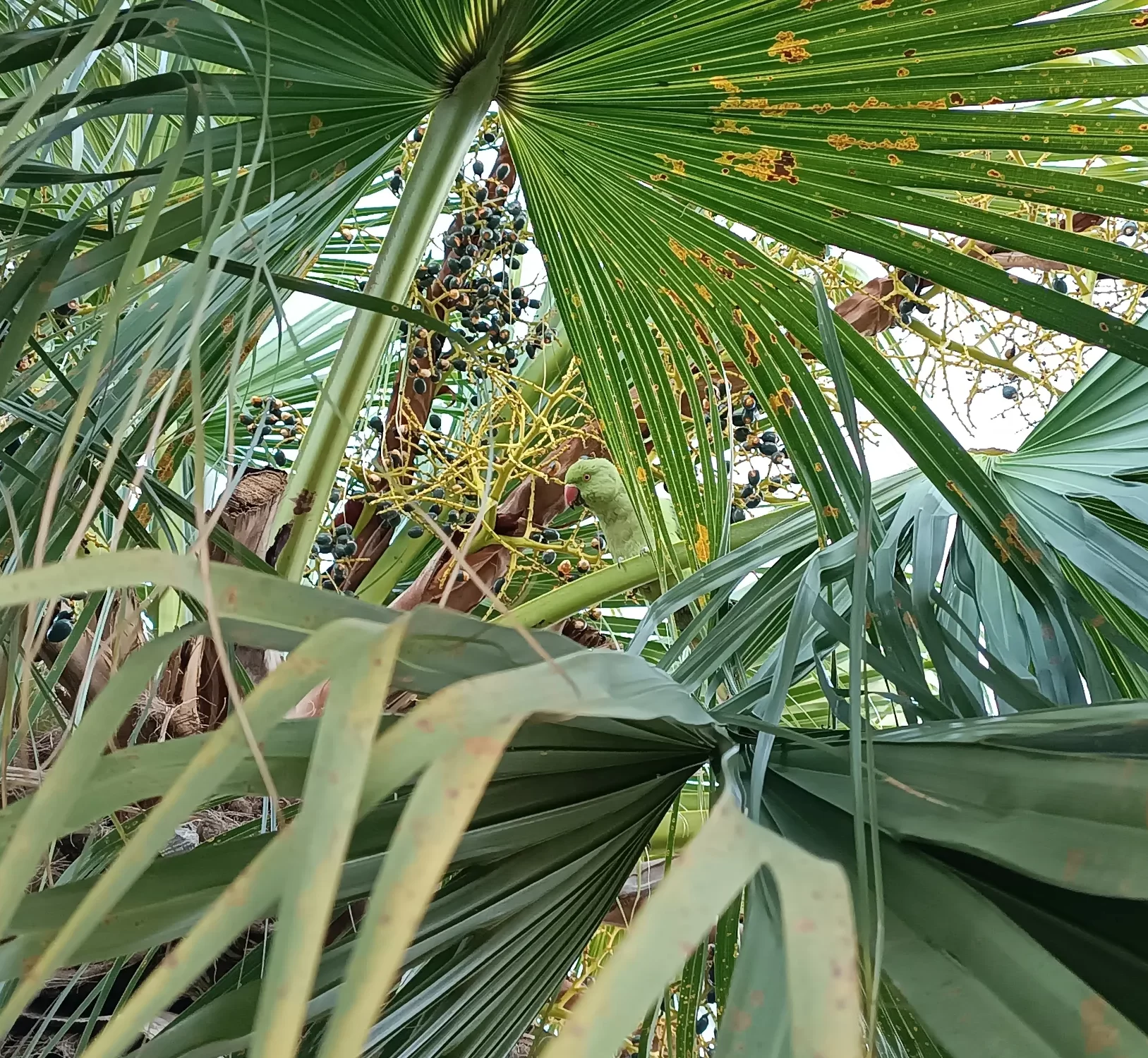 Livistona chinensis - Chinese Fan Palm Seedlings 5 image ()