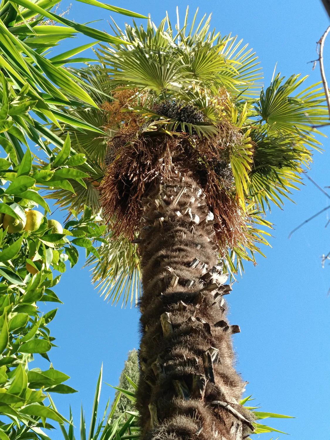 Trachycarpus fortunei - Windmill Palm Seedlings 5 image ()