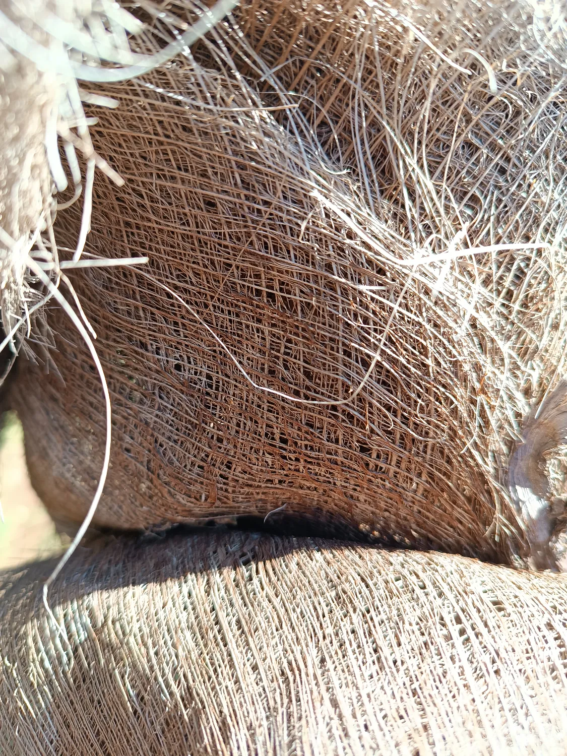 Trachycarpus fortunei - Windmill Palm Seedlings 7 image ()