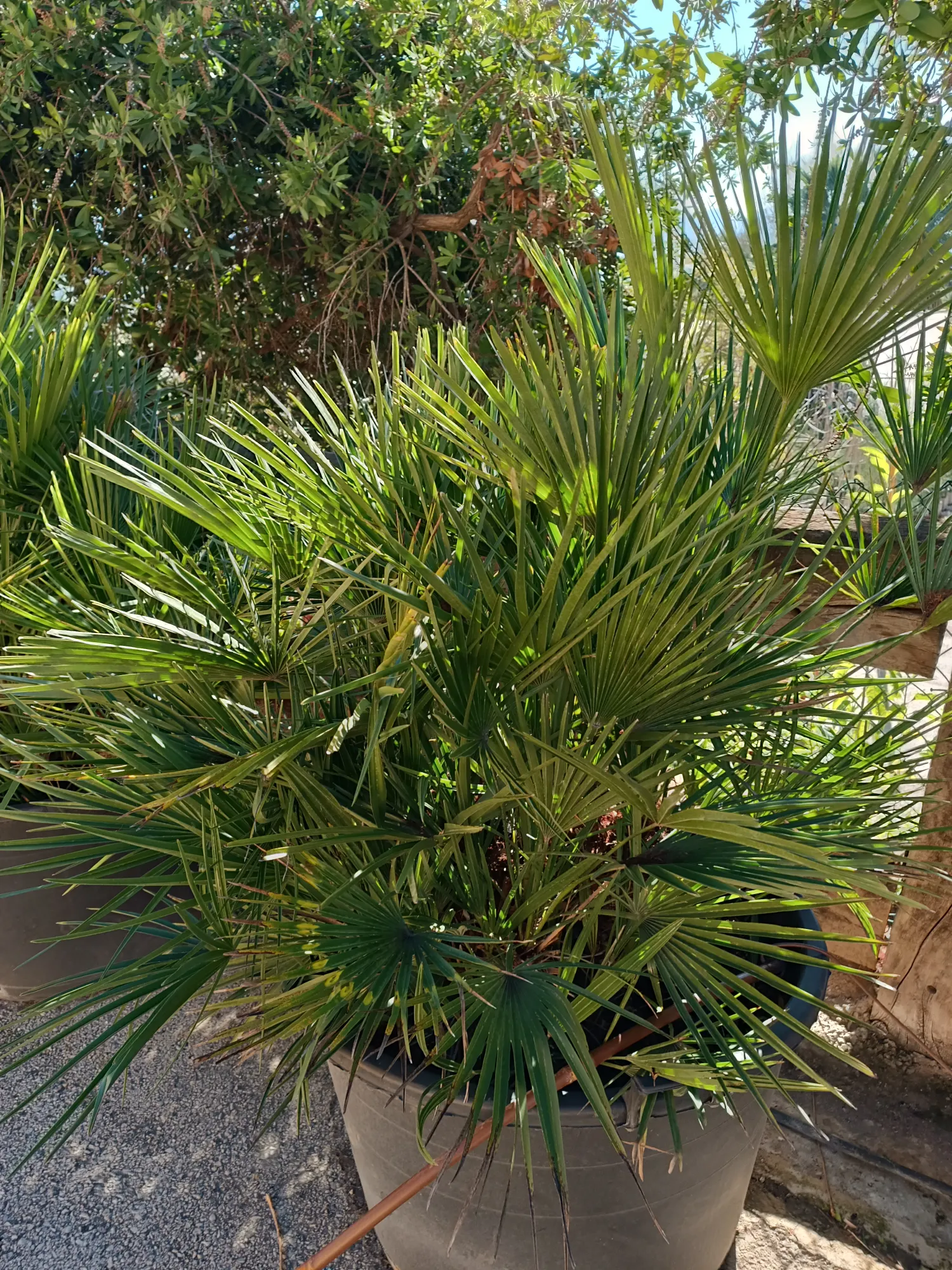Chamaerops Humilis var. Humilis Seedlings (European Fan Palm) 6 image ()