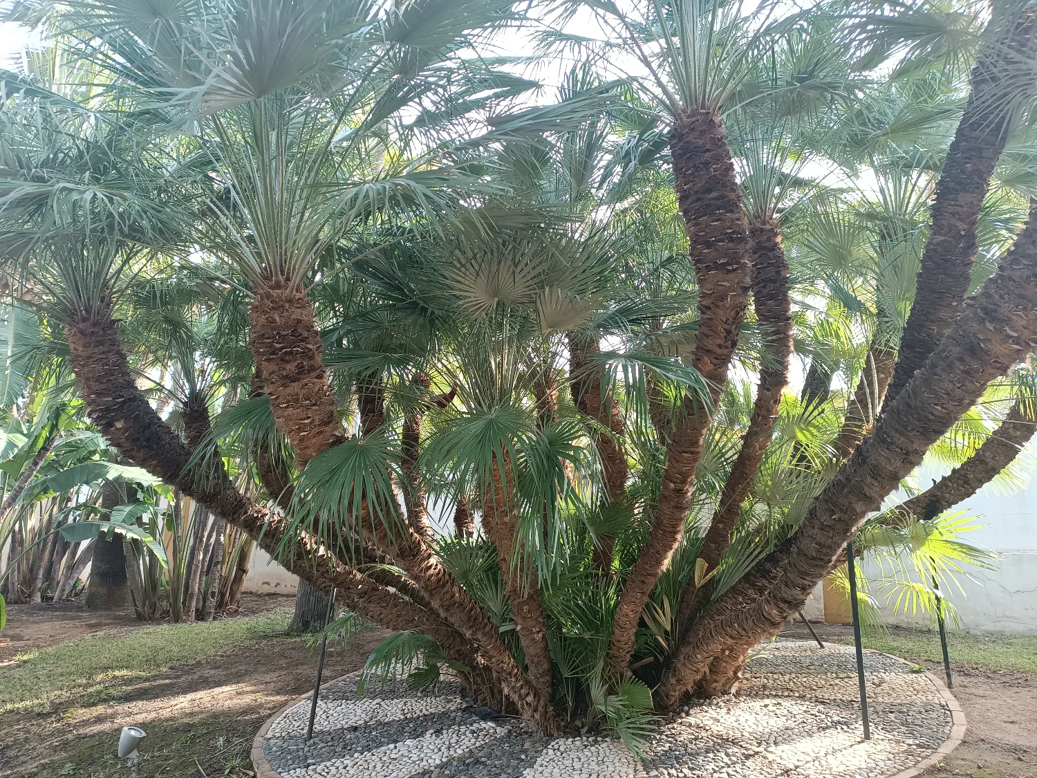 Chamaerops Humilis var. Humilis Seedlings (European Fan Palm) 5 image ()