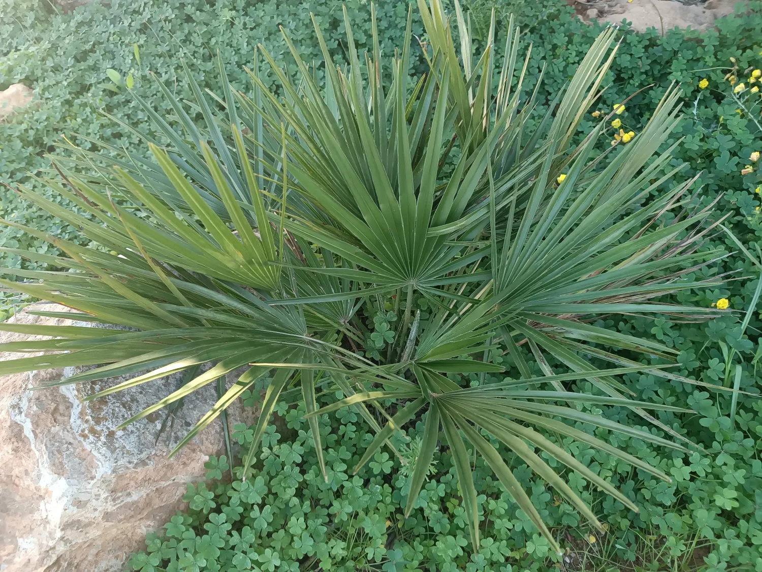 Chamaerops Humilis var. Humilis Seedlings (European Fan Palm) 7 image ()