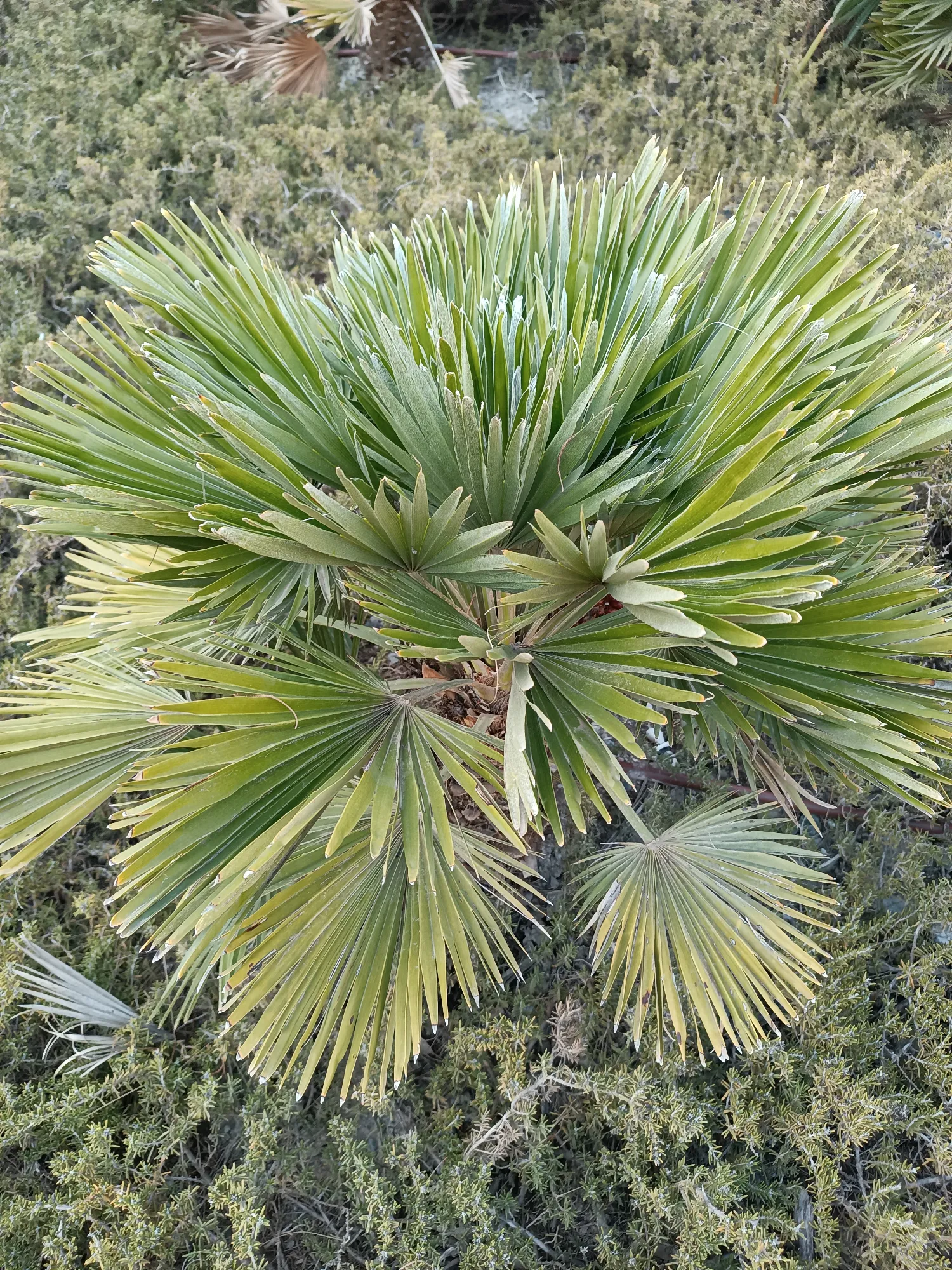 Chamaerops Humilis var. Vulcano Seedlings (Volcano European Fan Palm) 2 image ()