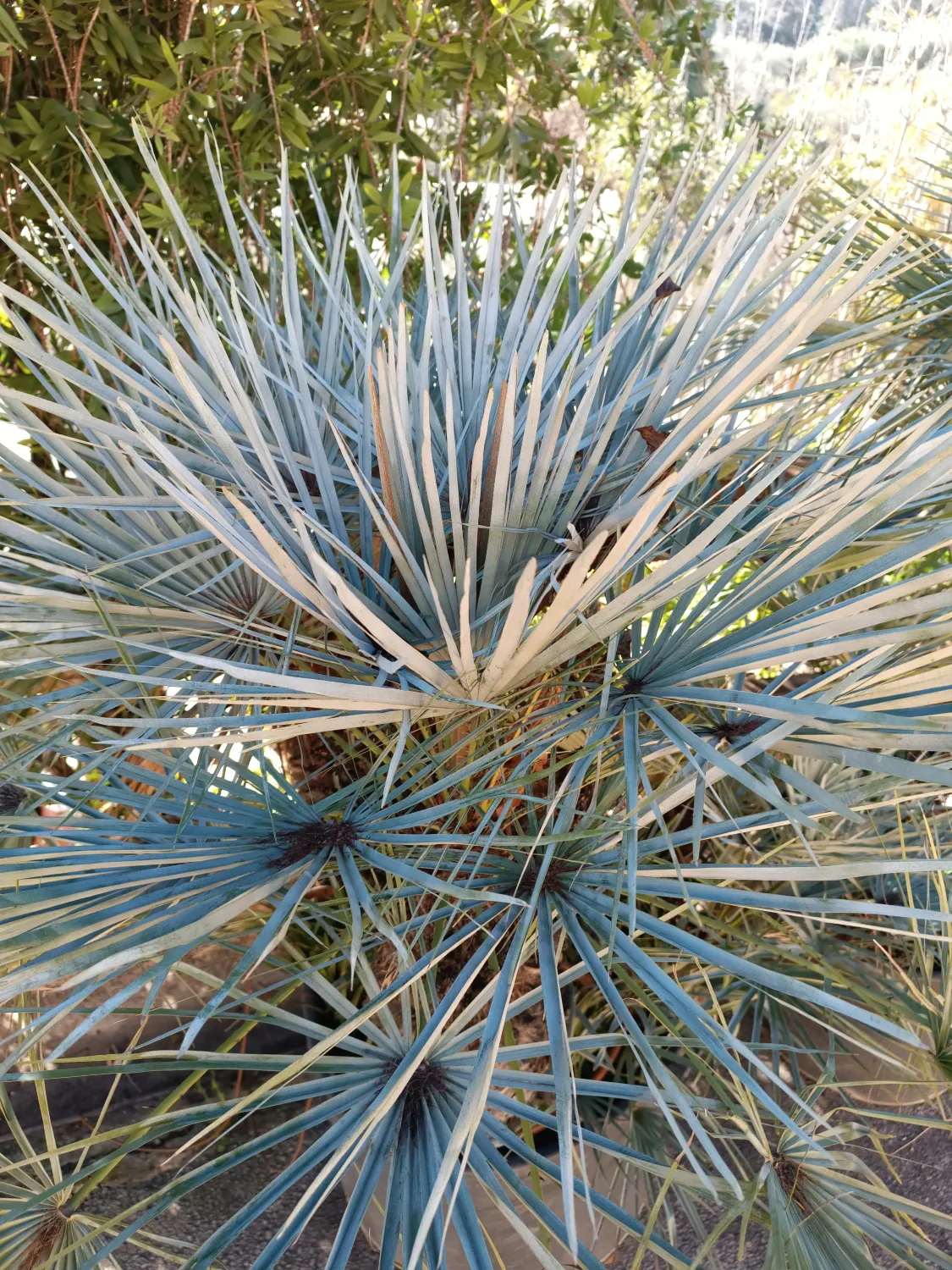 Chamaerops Humilis var. Cerifera Seedlings (Moroccan European Fan Palm) 6 image ()