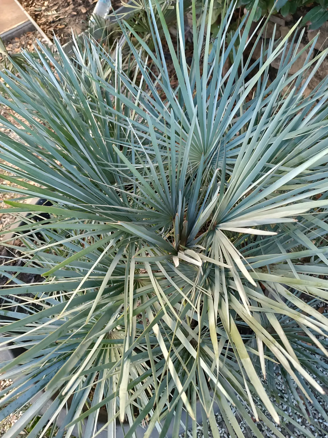Chamaerops Humilis var. Cerifera Seedlings (Moroccan European Fan Palm) 5 image ()
