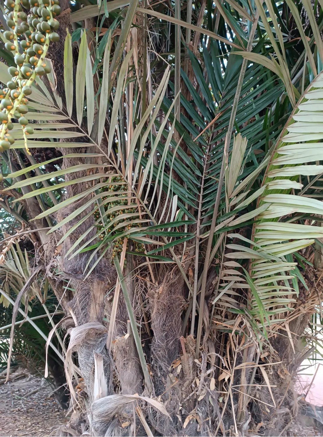 Arenga Engleri Seedlings (Taiwan Dwarf Sugar Palm) 5 Arenga Engleri ()