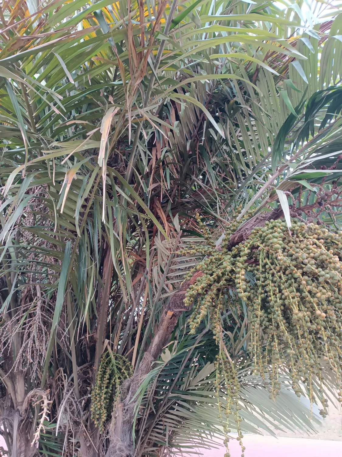 Arenga Engleri Seedlings (Taiwan Dwarf Sugar Palm) 8 Arenga Engleri ()