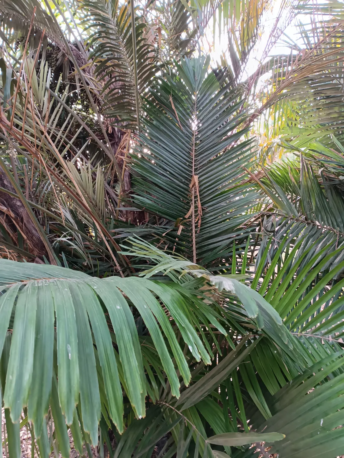 Arenga Engleri Seedlings (Taiwan Dwarf Sugar Palm) 4 Arenga Engleri ()