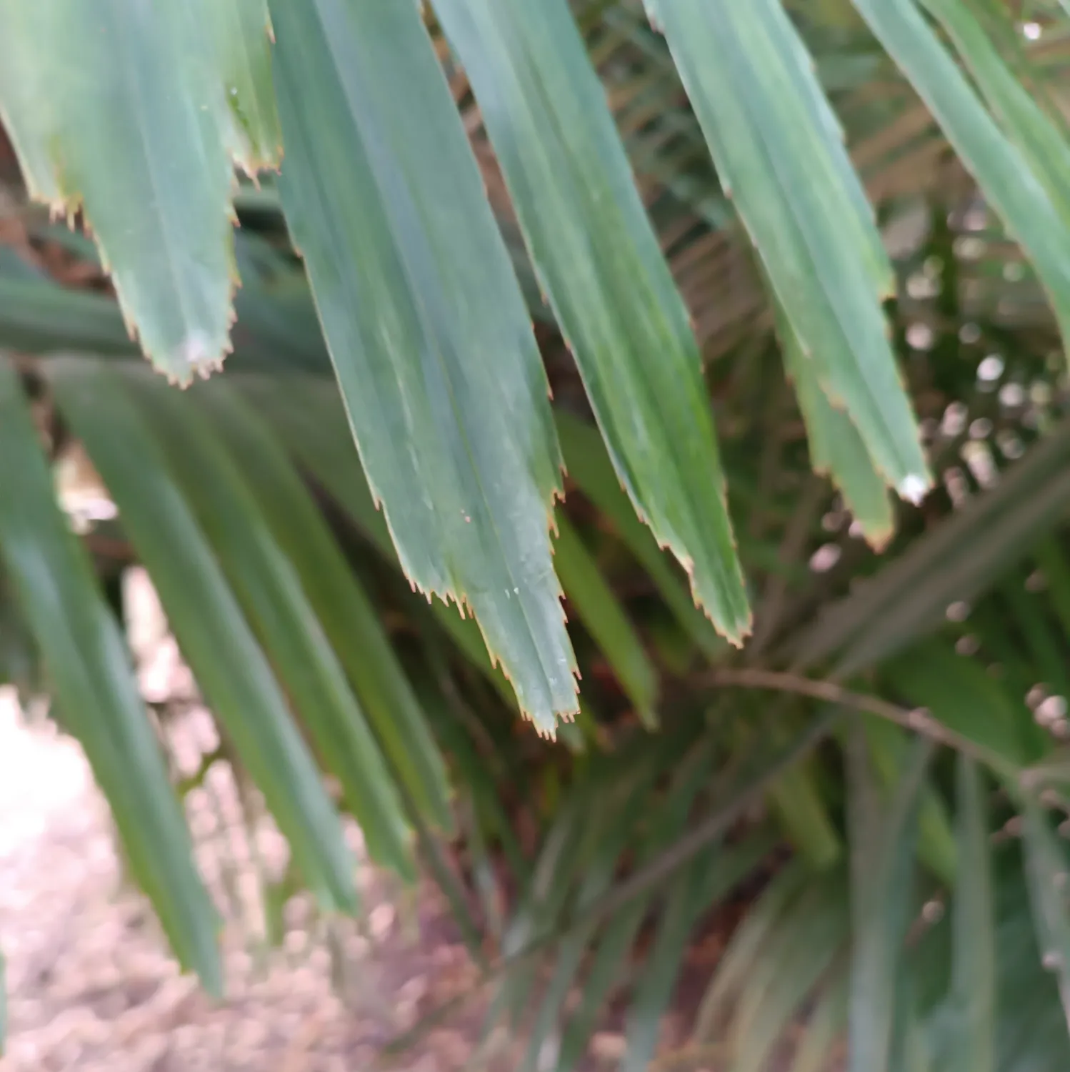 Arenga Engleri Seedlings (Taiwan Dwarf Sugar Palm) 7 Arenga Engleri
