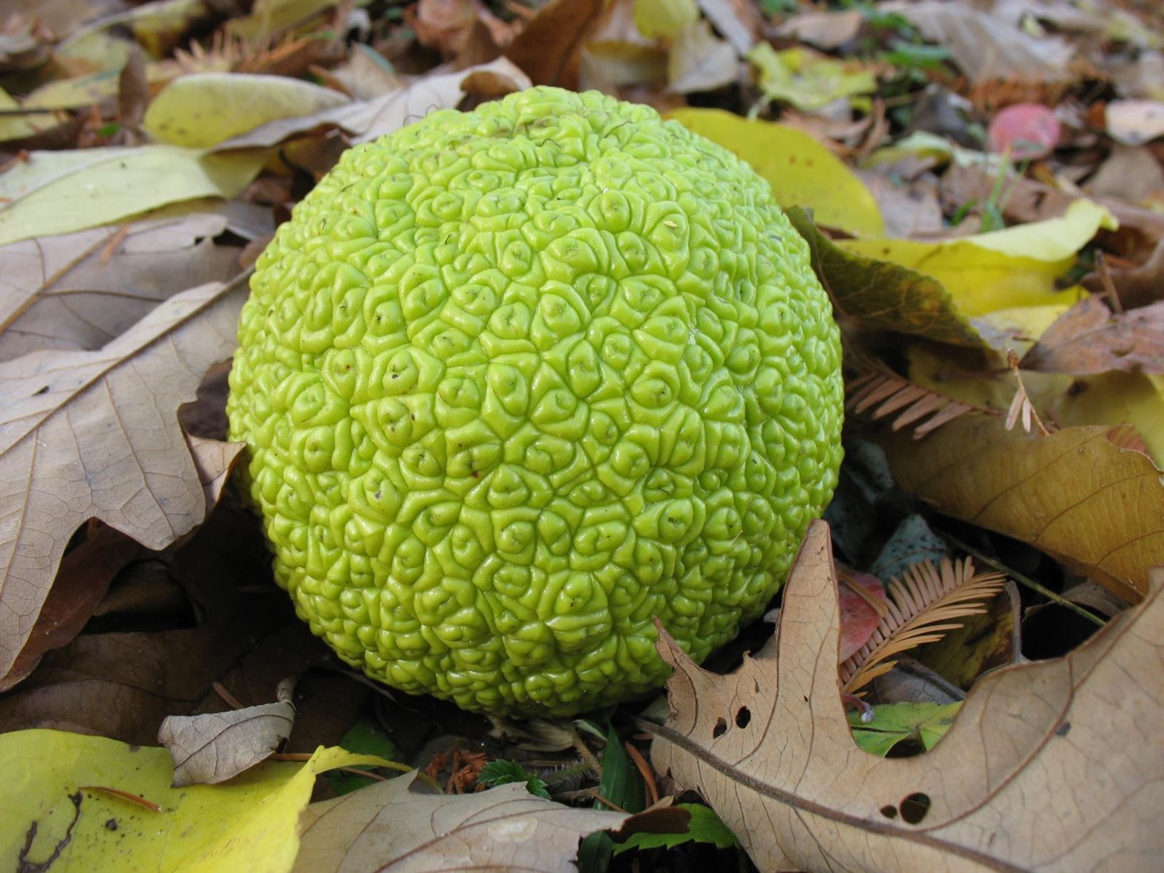 Maclura Pomifera Seeds (Osage Orange or Hedge Apple) 2 Maclura Pomifera Seeds (Osage Orange or Hedge Apple) - Image 2