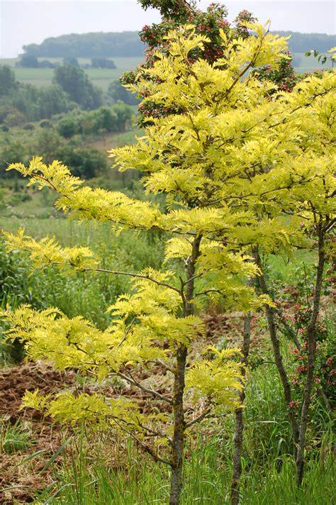 Gleditsia Triacanthos Seeds (Honey Locust) 3 OIP ()