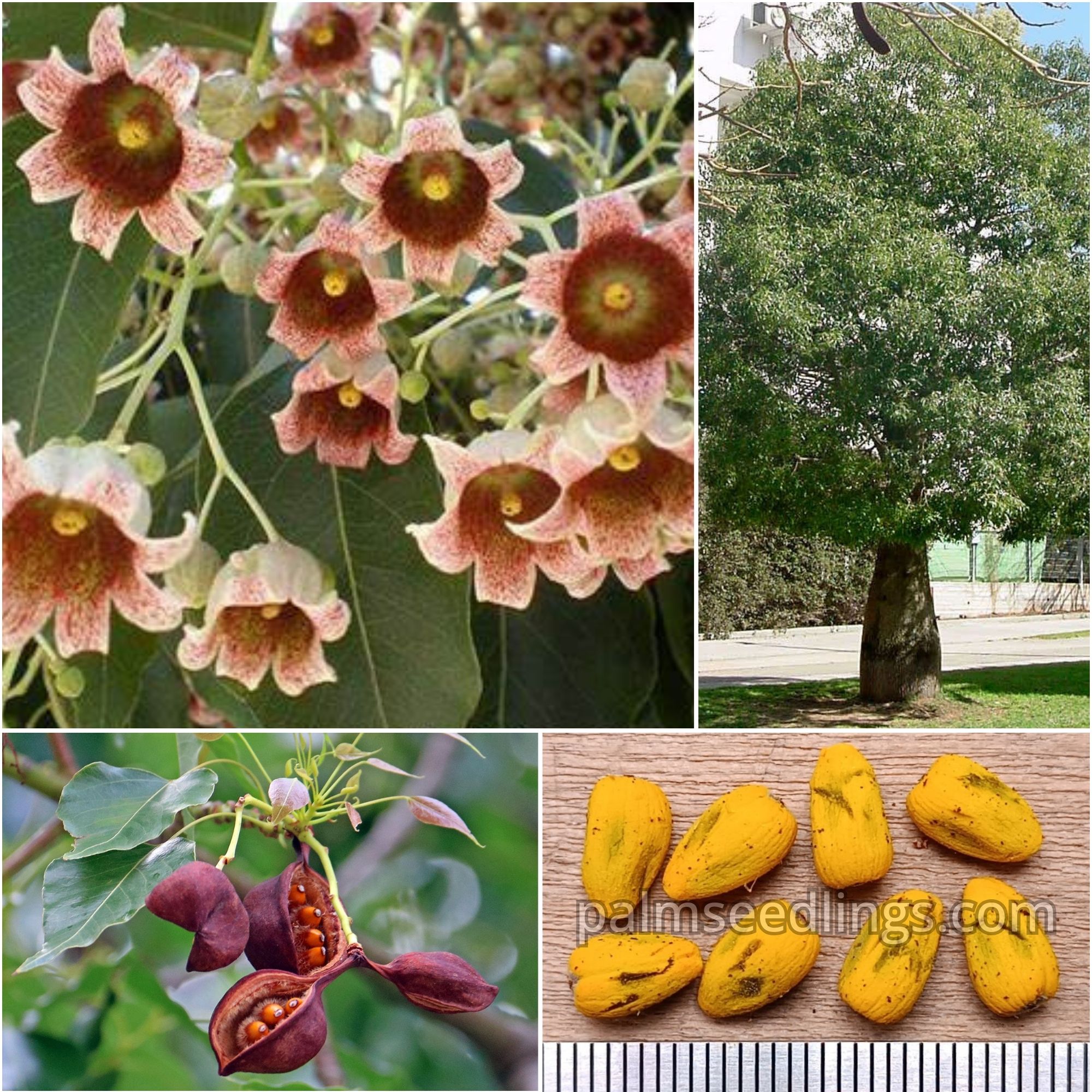 Brachychiton Populneus Seeds (Kurrajong, Bottle Tree) 1 Brachychiton Populneus Seeds (Kurrajong, Bottle Tree)