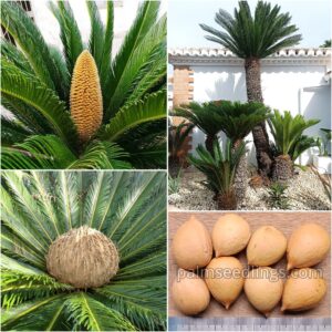 Cycas Revoluta Seeds (Sago Palm)