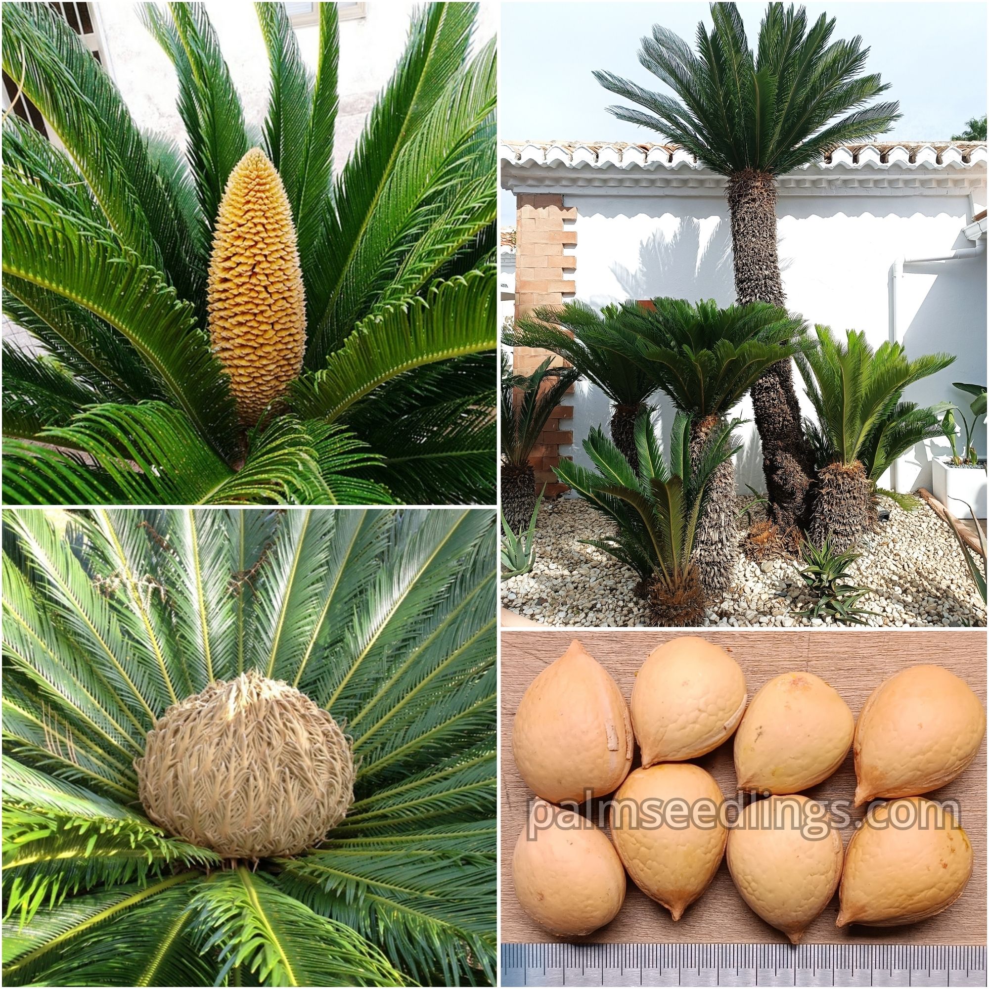 Cycas Revoluta Seeds (Sago Palm)