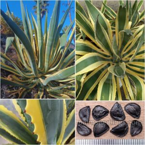 Agave Americana 'Marginata' Seeds (Variegated Century Plant)