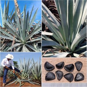 Agave Angustifolia