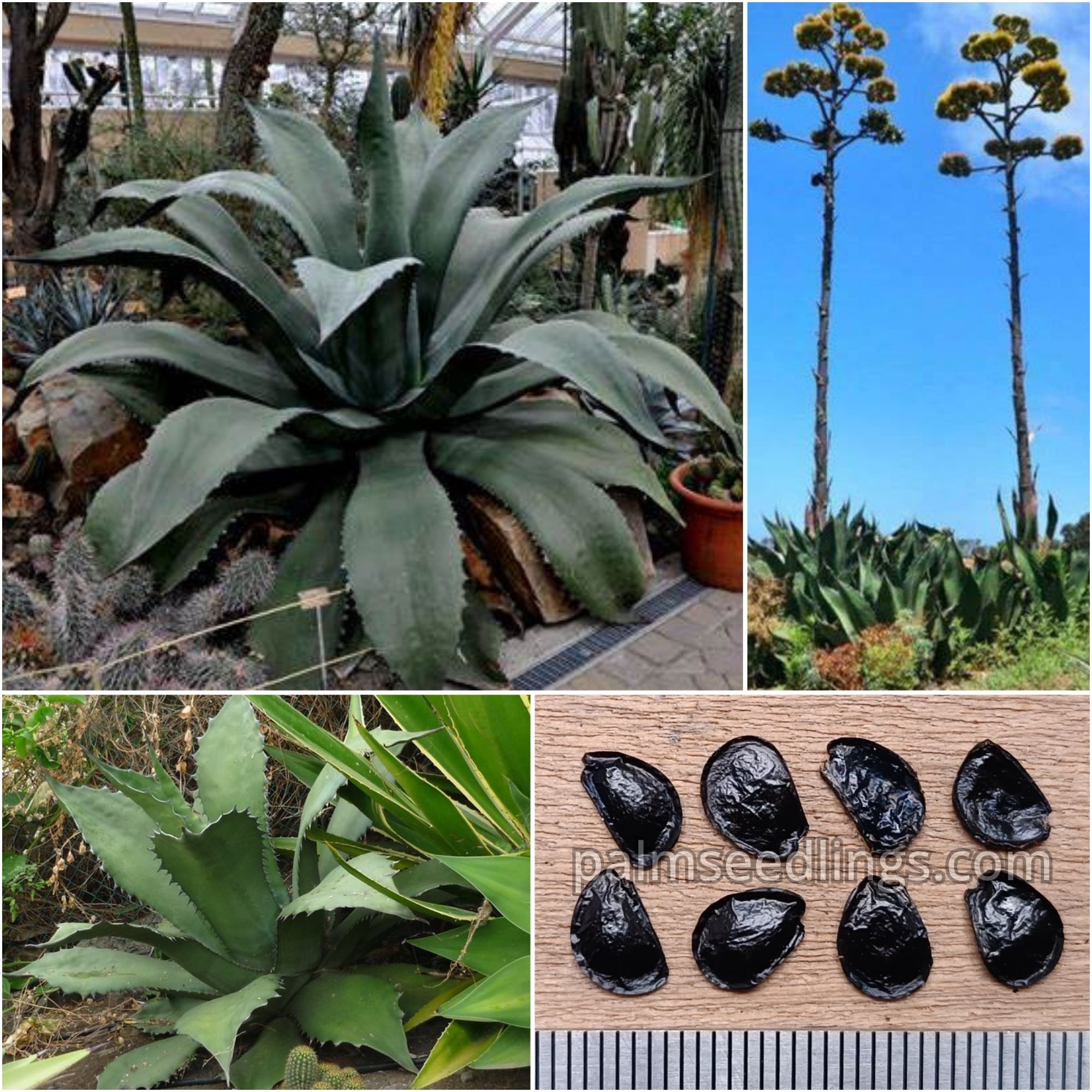 Agave Salmiana Var. Ferox