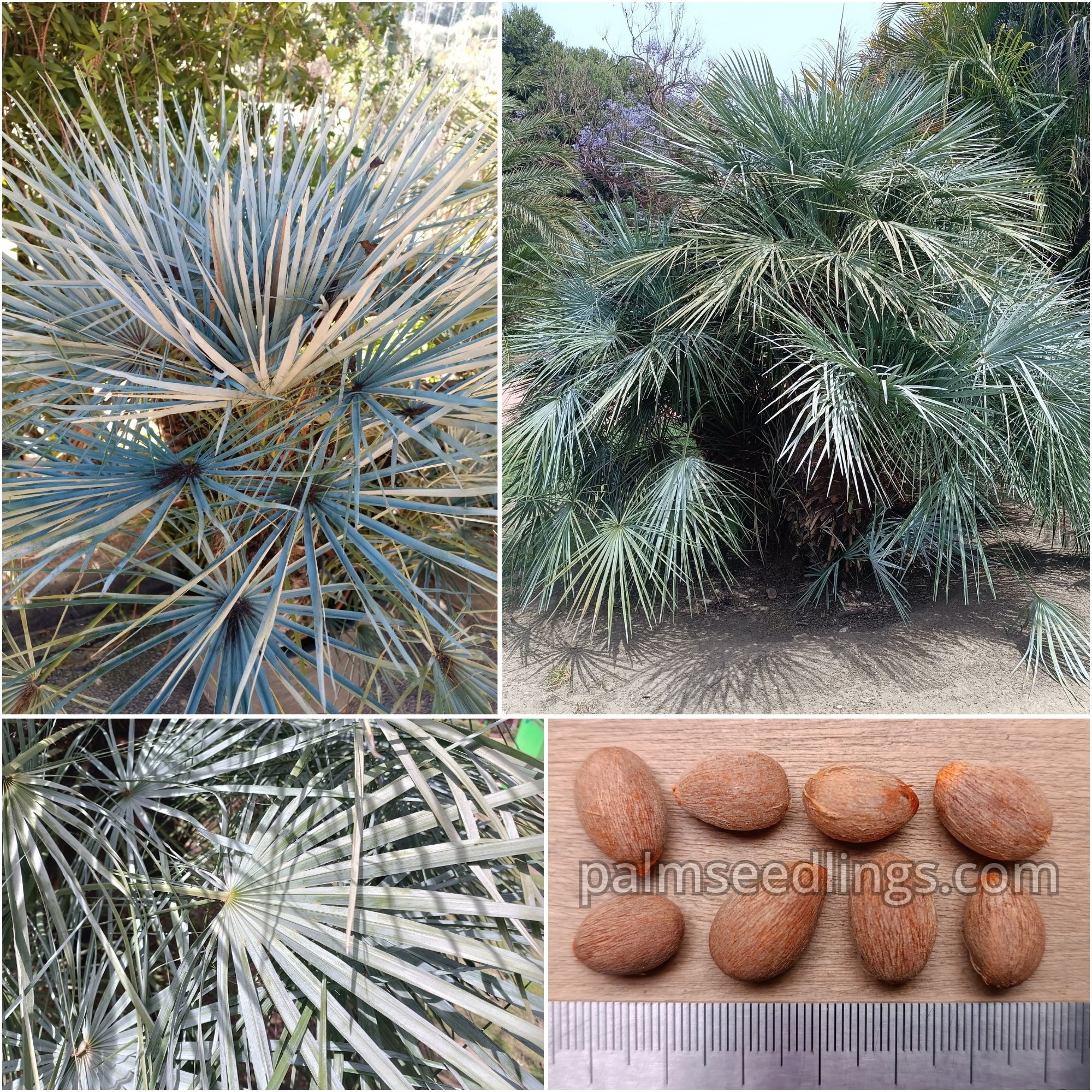 Chamaerops Humilis Var. Cerifera