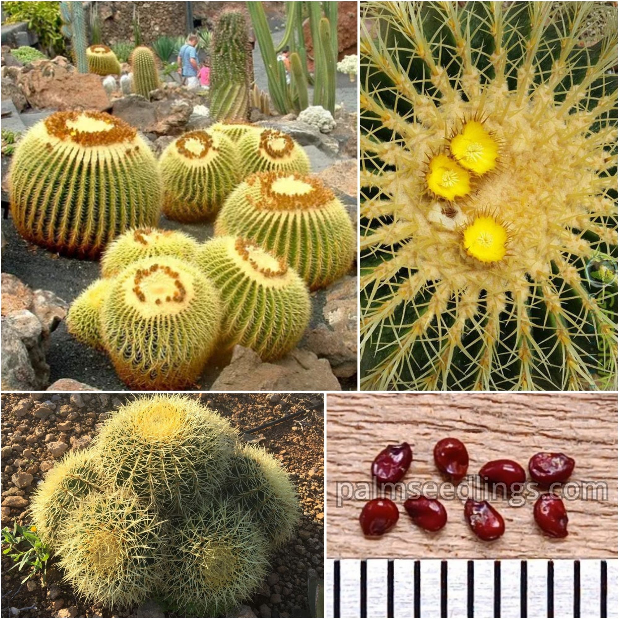 Echinocactus Grusonii