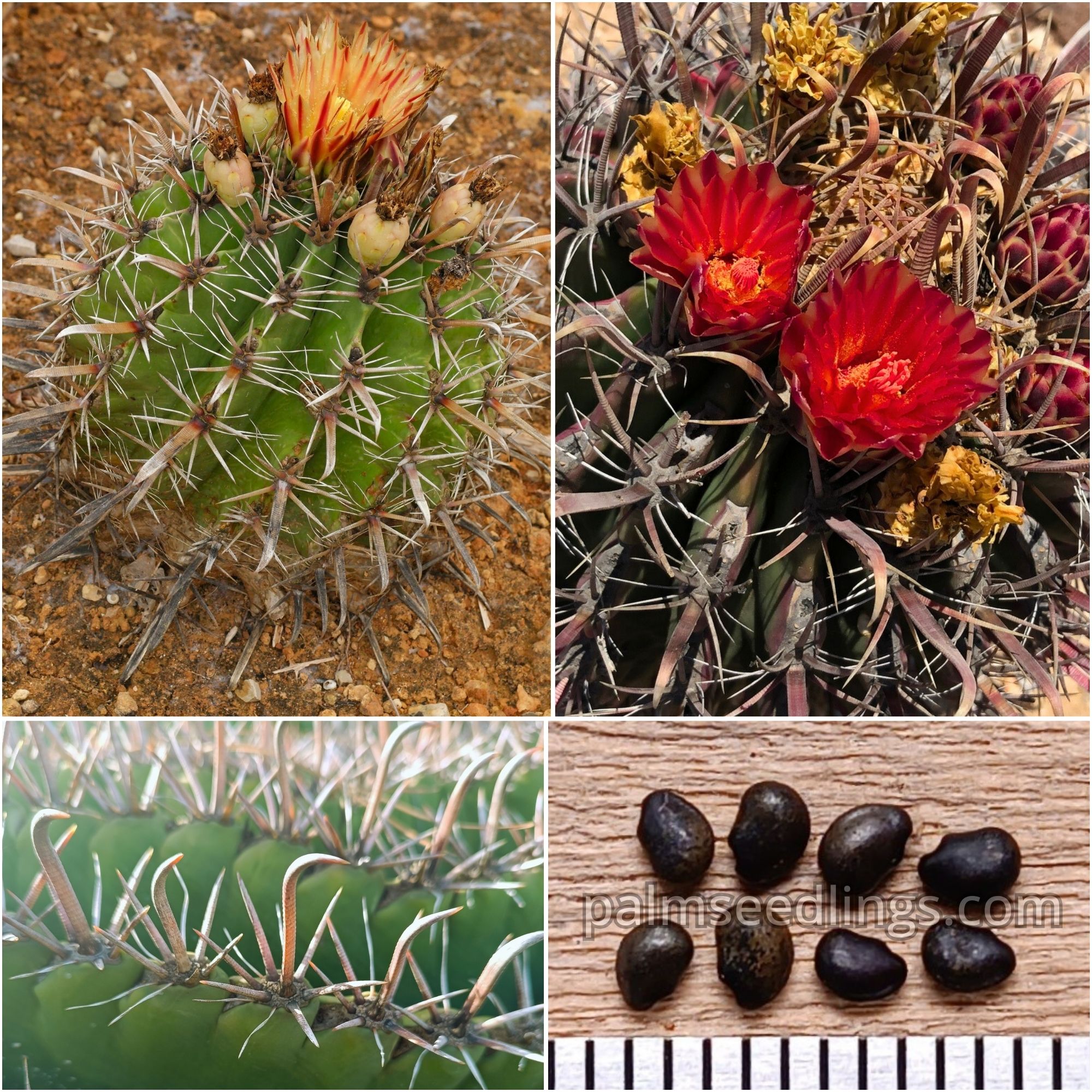 Ferocactus Peninsulae