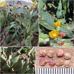 Opuntia Engelmannii var. linguiformis