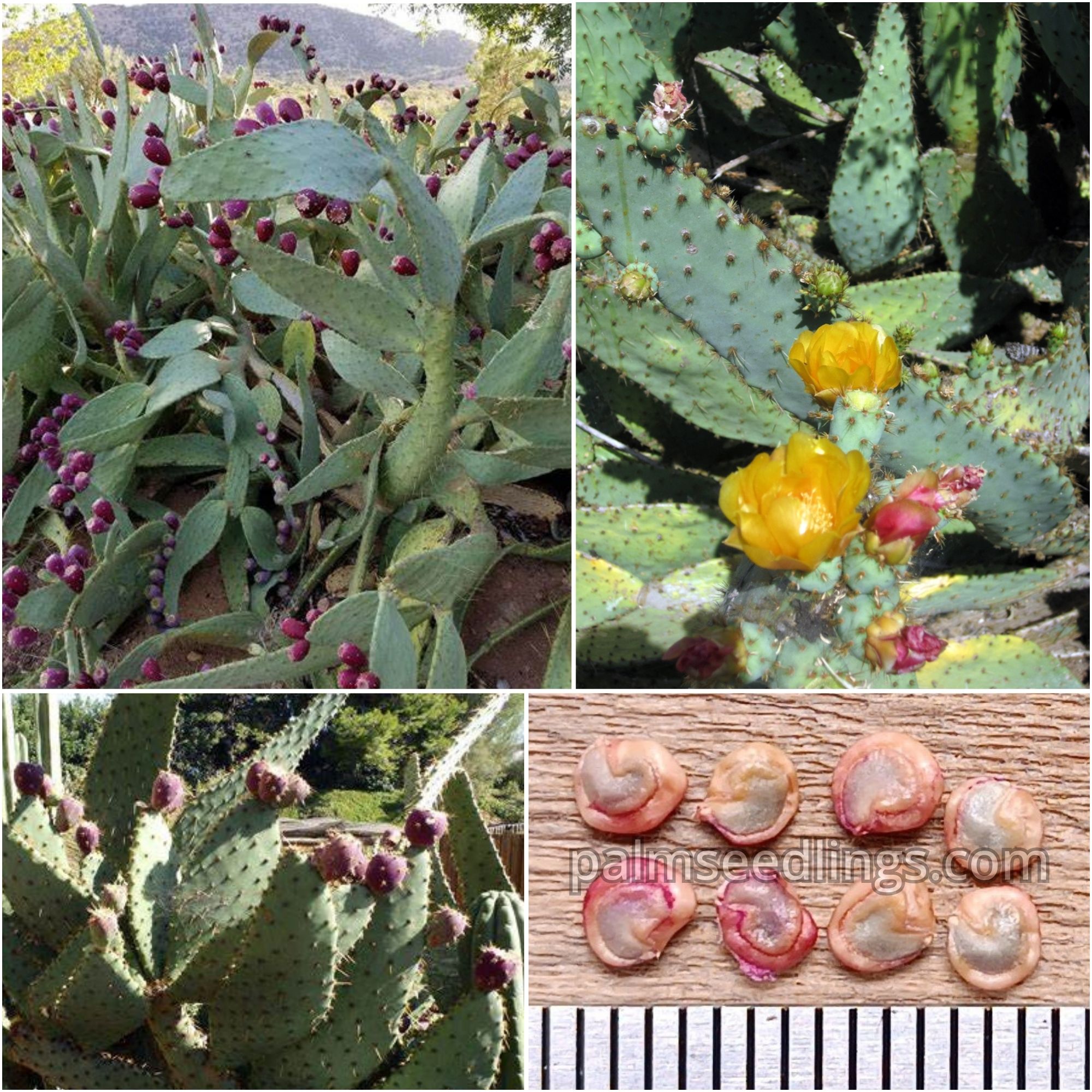 Opuntia Engelmannii var. linguiformis