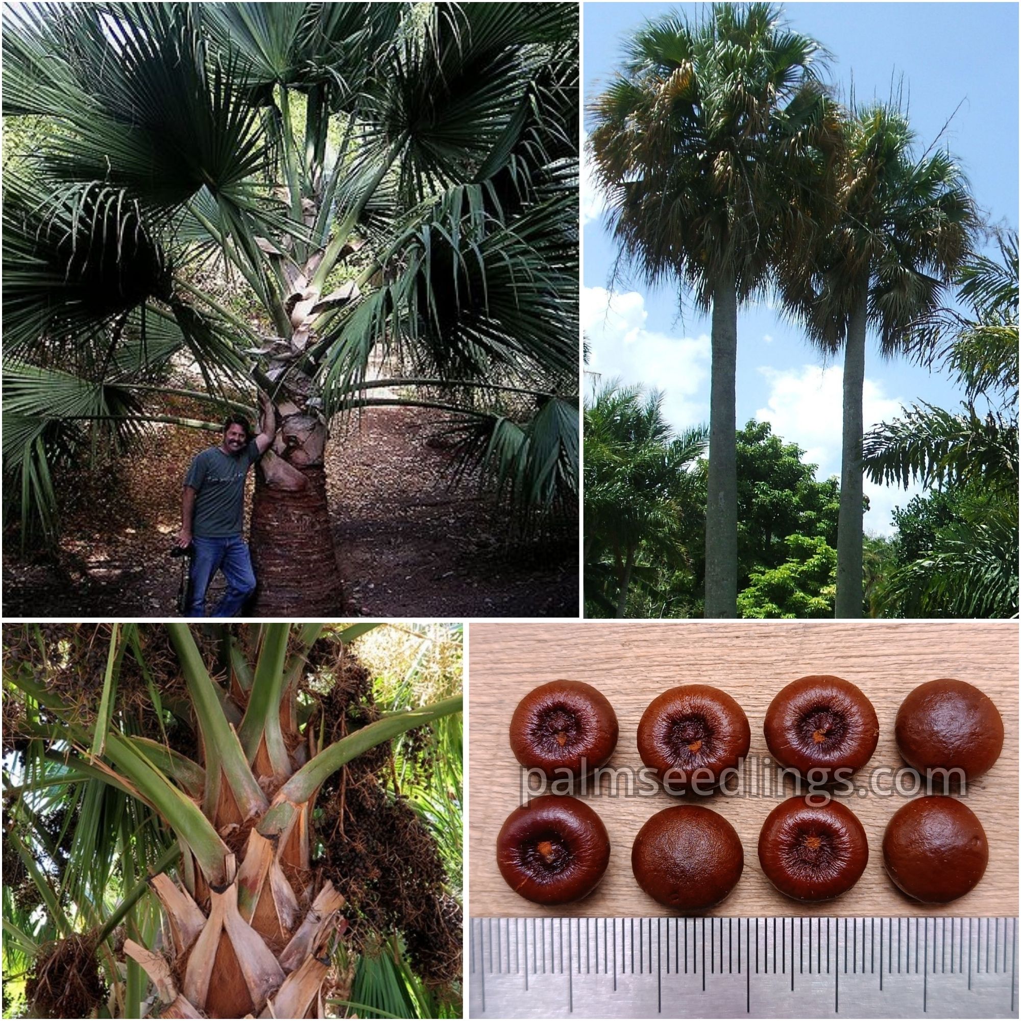 Sabal causiarum - Puerto Rican Hat Palm Seeds 1 Sabal Clausiarum