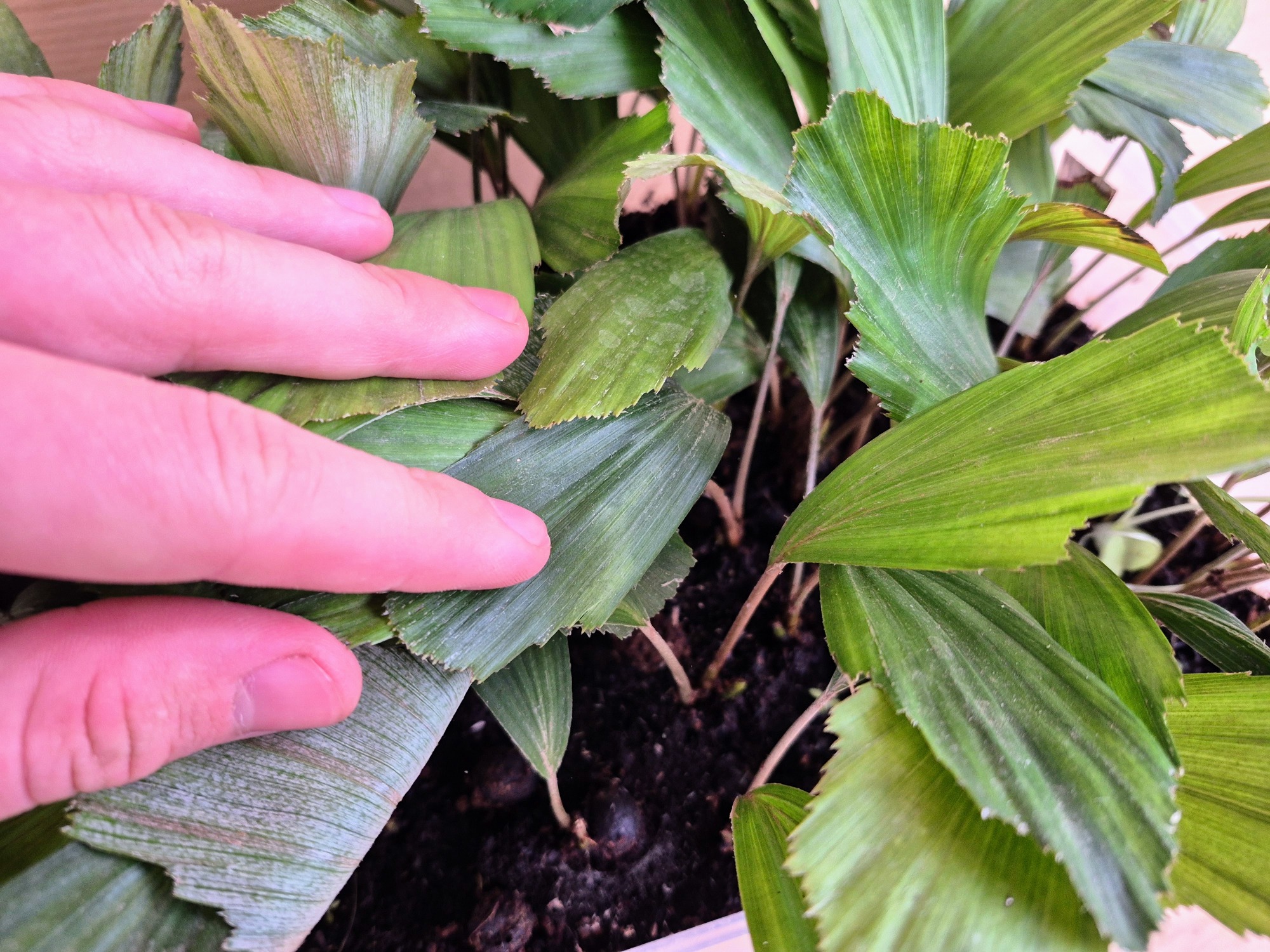 Arenga Engleri Seedlings (Taiwan Dwarf Sugar Palm) 3 Arenga Engleri