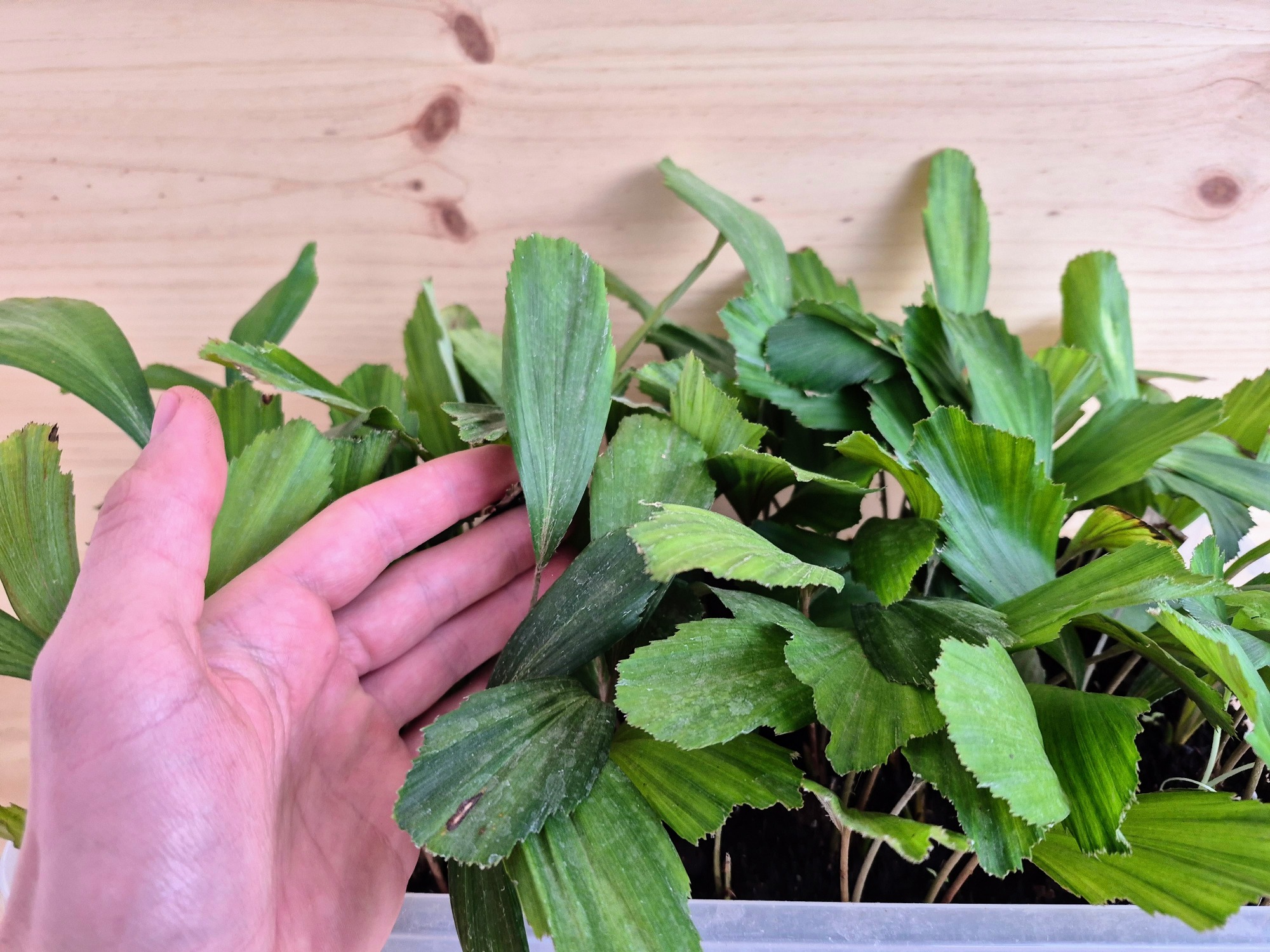 Arenga Engleri Seedlings (Taiwan Dwarf Sugar Palm) 2 Arenga Engleri