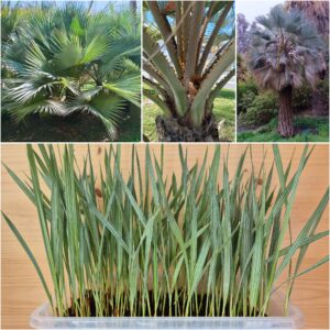 Brahea Armata Seedlings