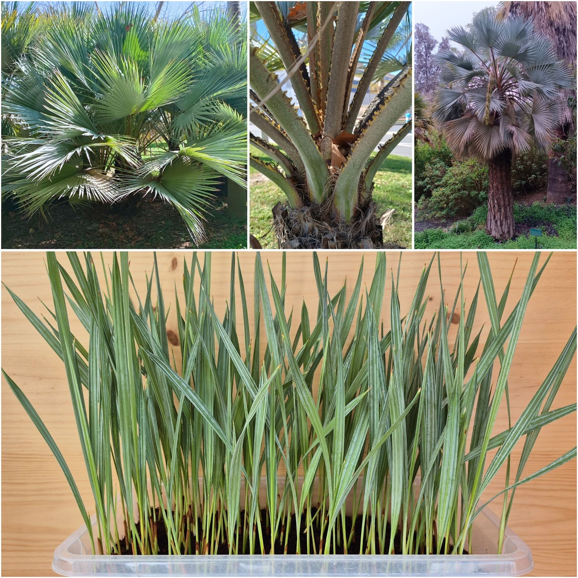 Brahea Armata Seedlings