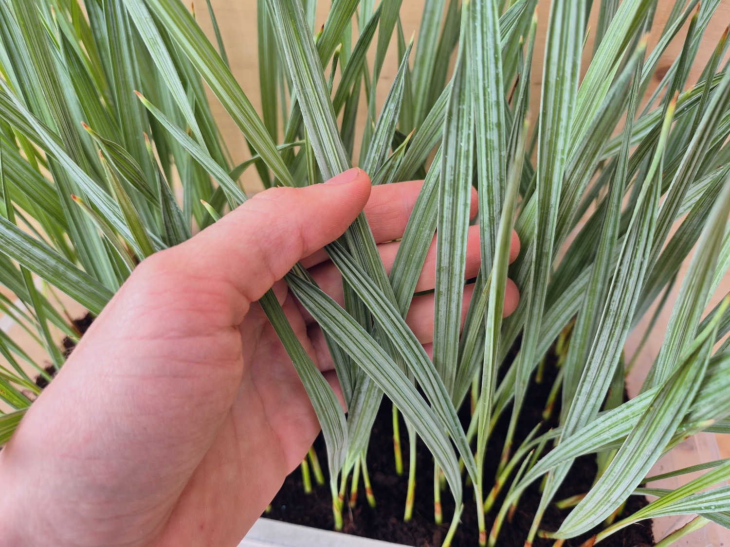 Brahea armata - Mexican Blue Palm Seedings 3 Brahea armata