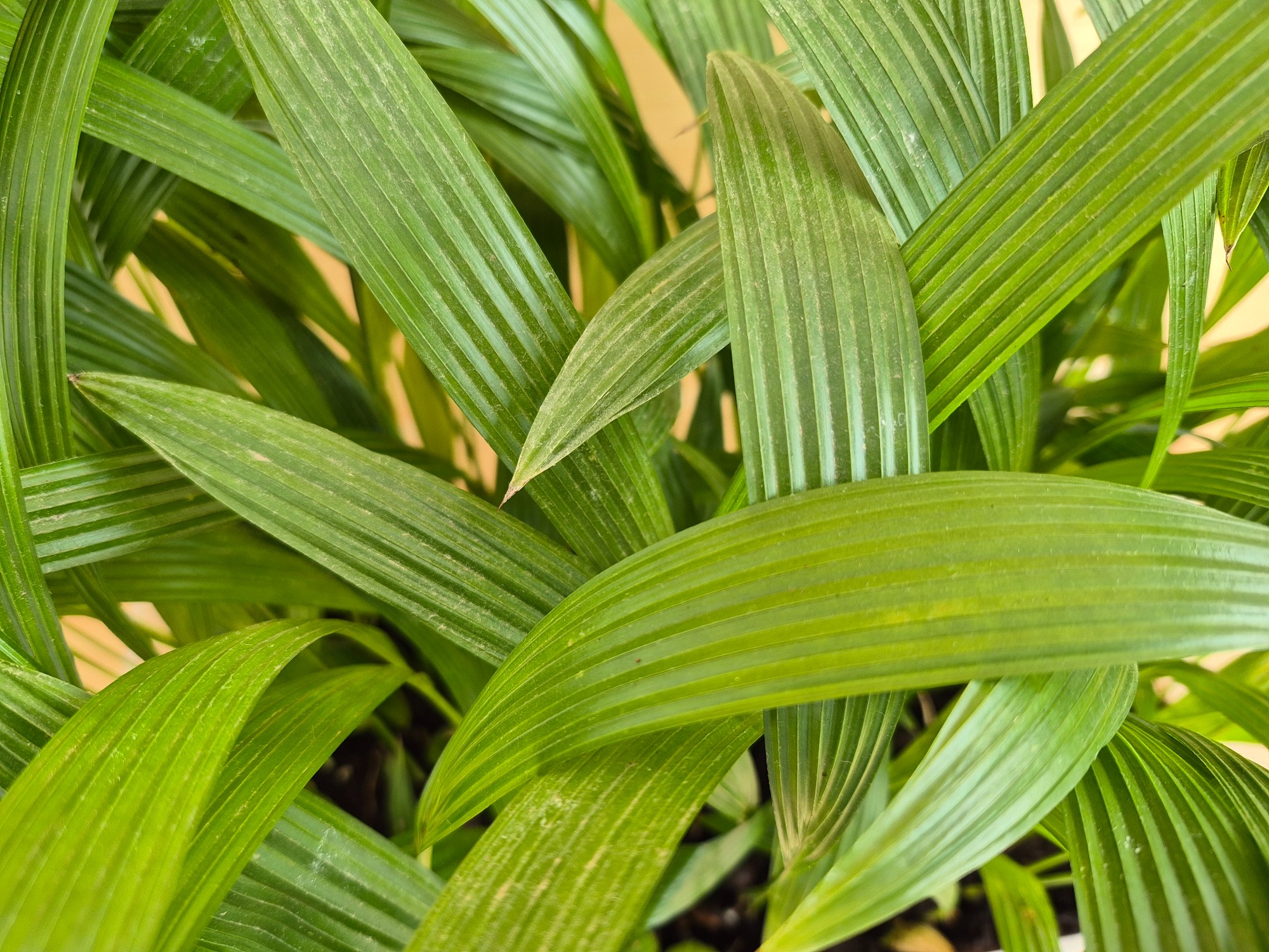 Livistona chinensis - Chinese Fan Palm Seedlings 2 Livistona Chinensis