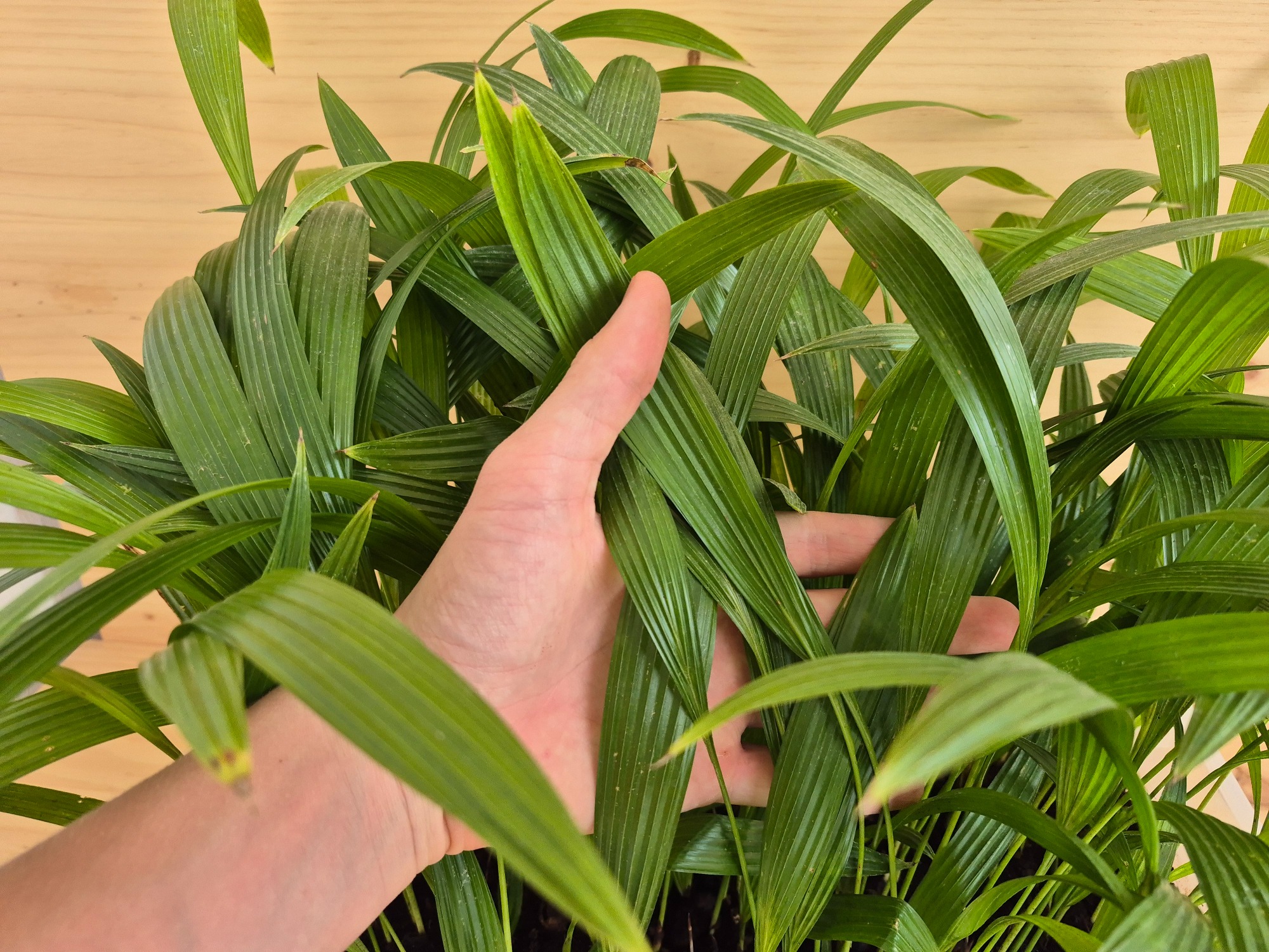 Livistona chinensis - Chinese Fan Palm Seedlings 3 Livistona Chinensis