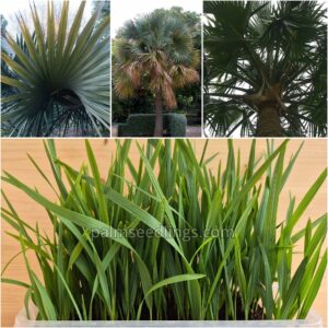 Sabal Bermudana Seedlings