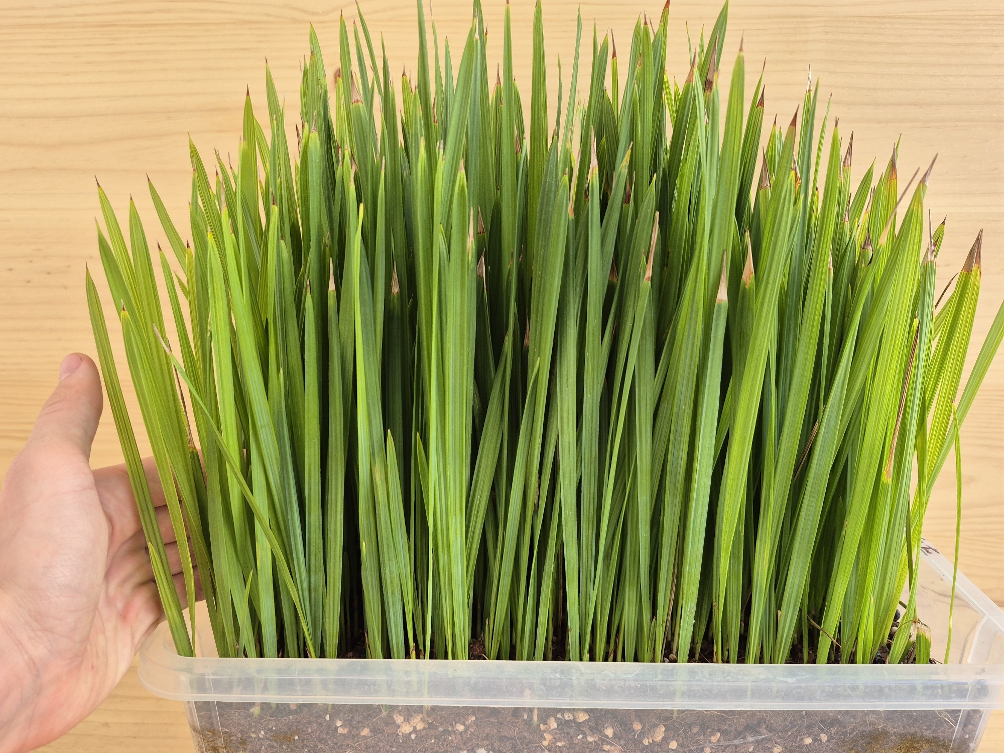 Sabal palmetto - Cabbage Palm Seedlings 2 Sabal Palmetto