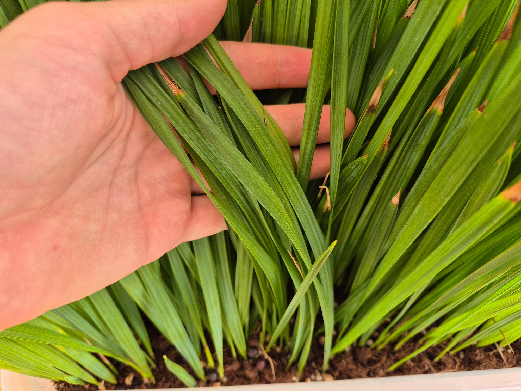 Sabal palmetto - Cabbage Palm Seedlings 3 Sabal Palmetto