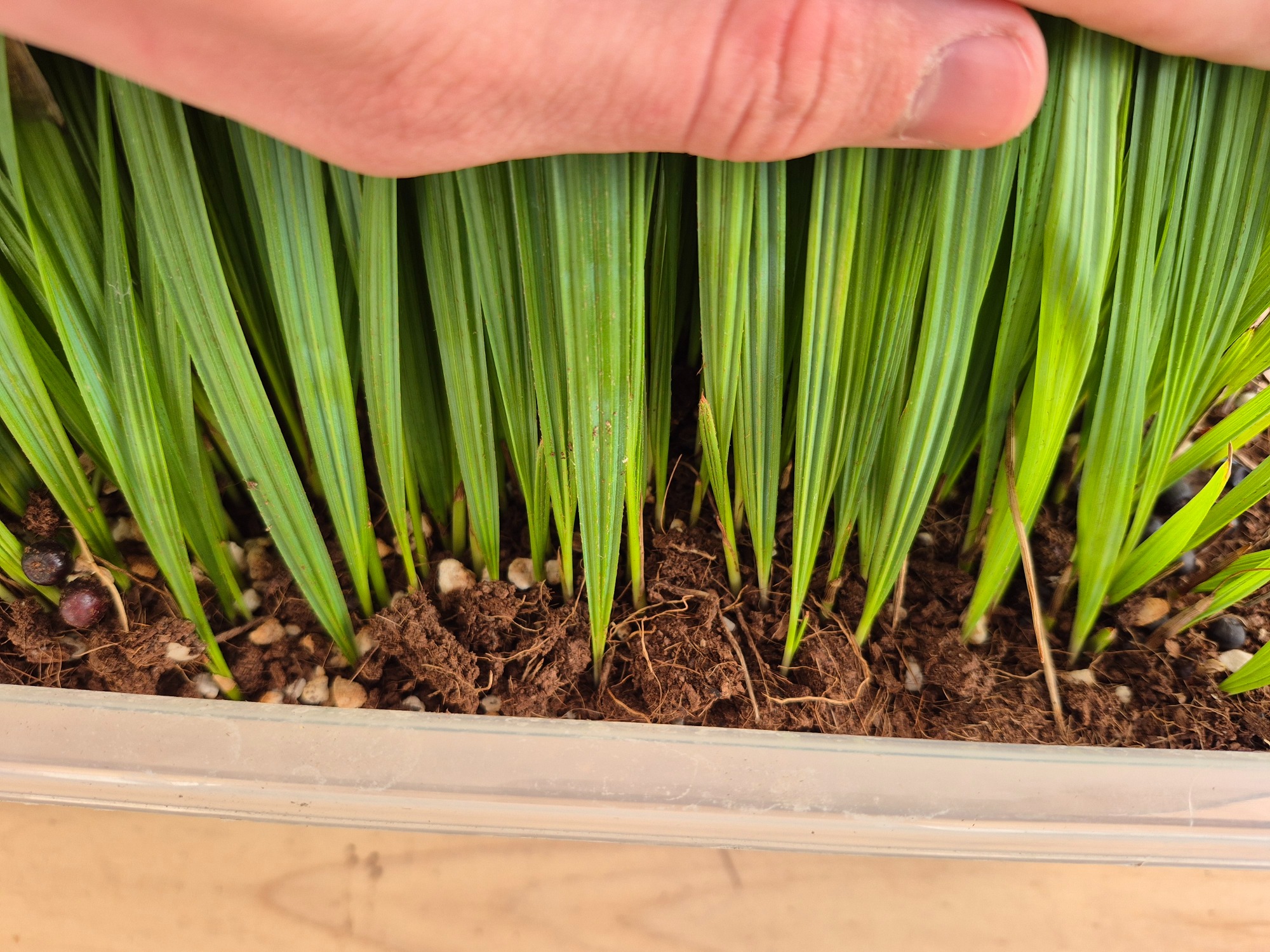 Sabal palmetto - Cabbage Palm Seedlings 4 Sabal Palmetto