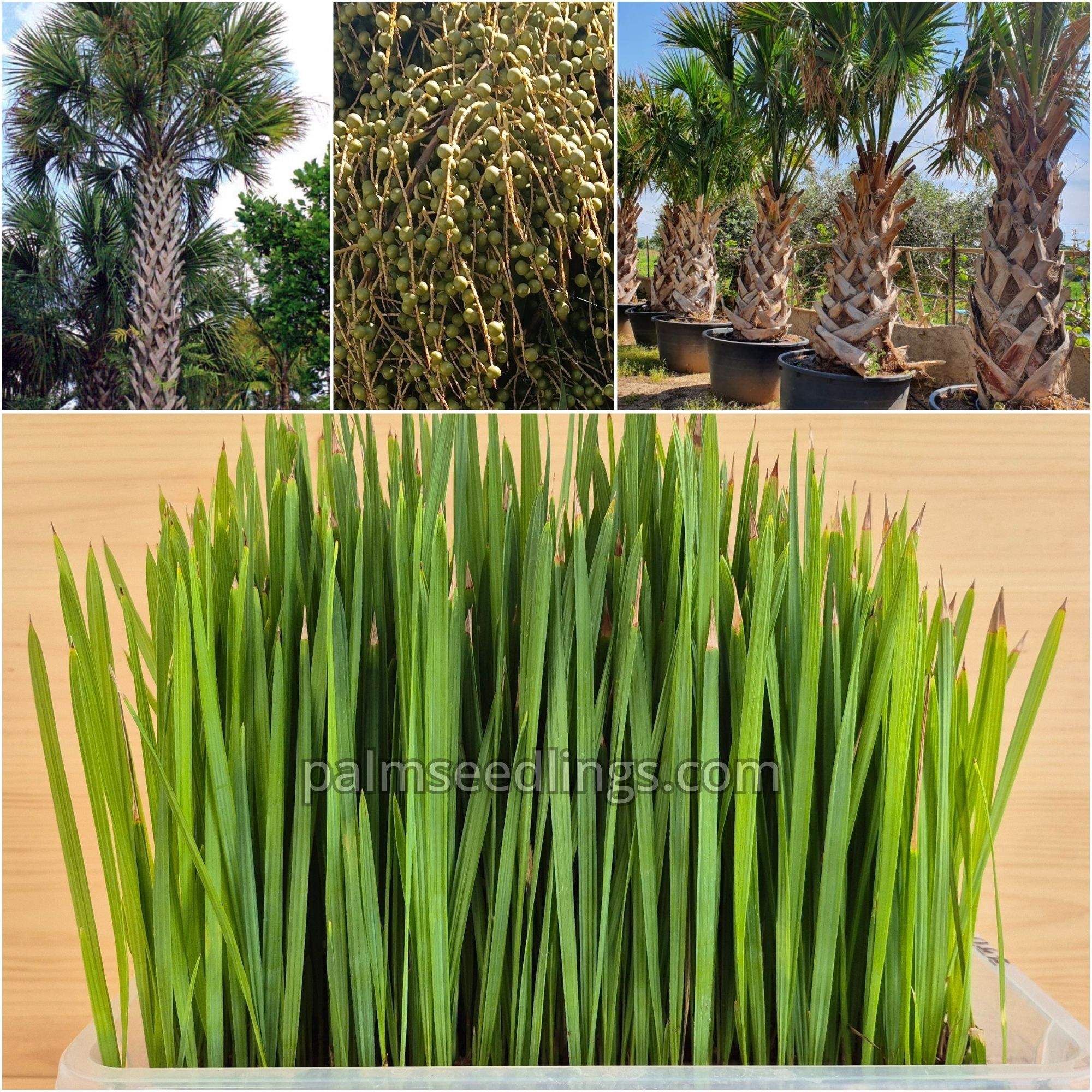 Sabal palmetto - Cabbage Palm Seedlings 1 Sabal Palmetto Seedlings