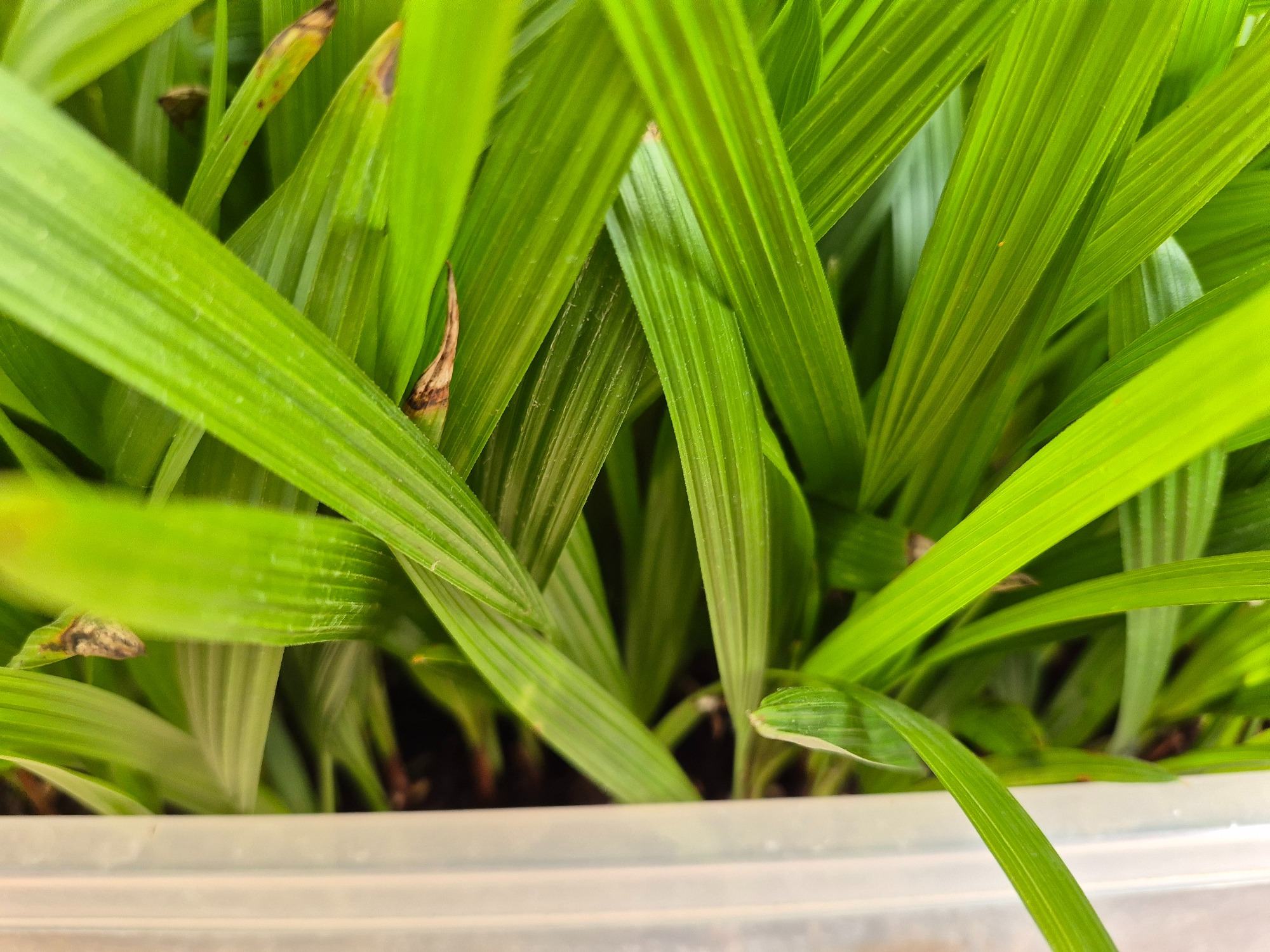 Trachycarpus fortunei - Windmill Palm Seedlings 4 Trachycarpus Fortunei