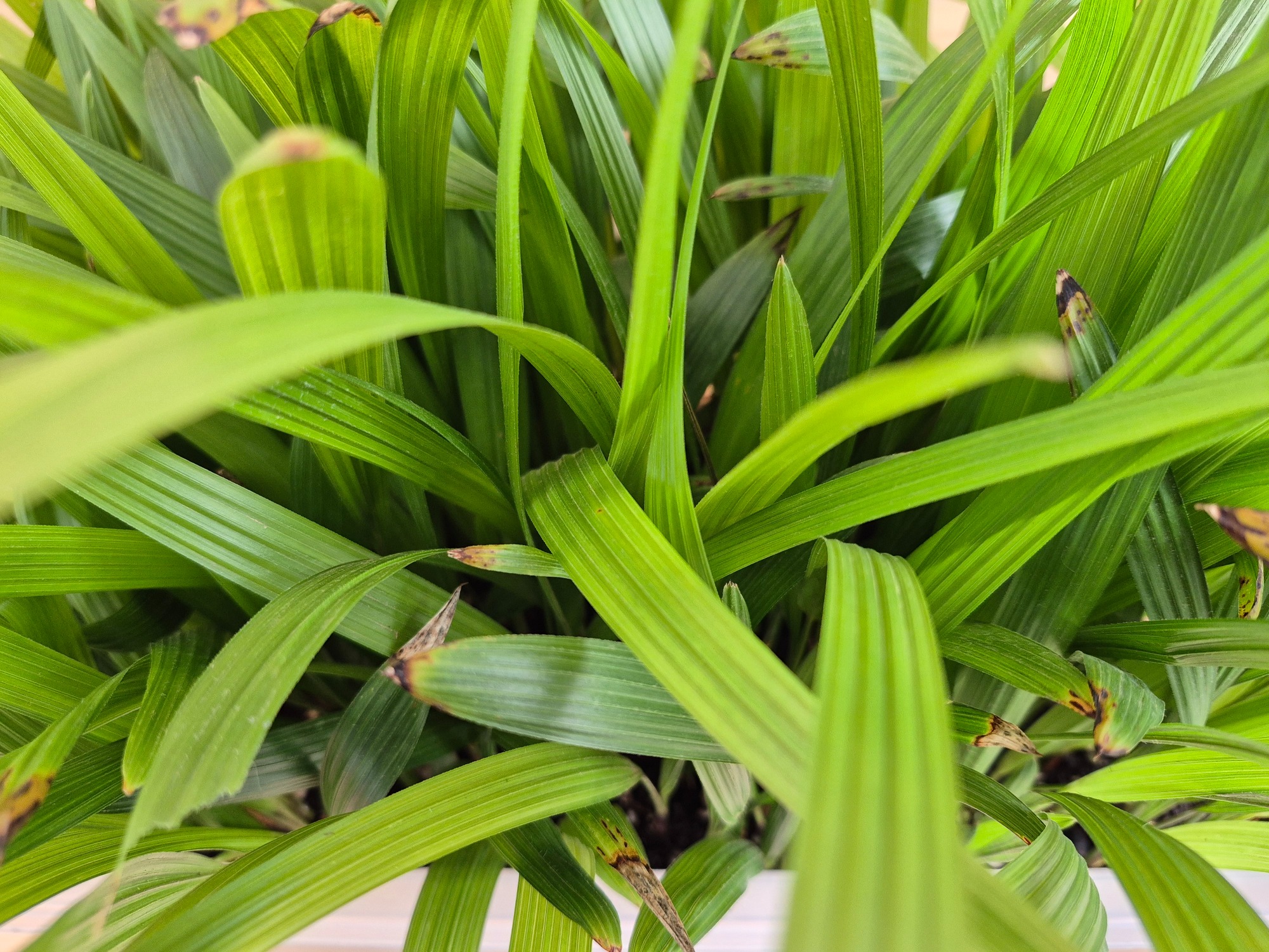 Trachycarpus fortunei - Windmill Palm Seedlings 2 Trachycarpus Fortunei