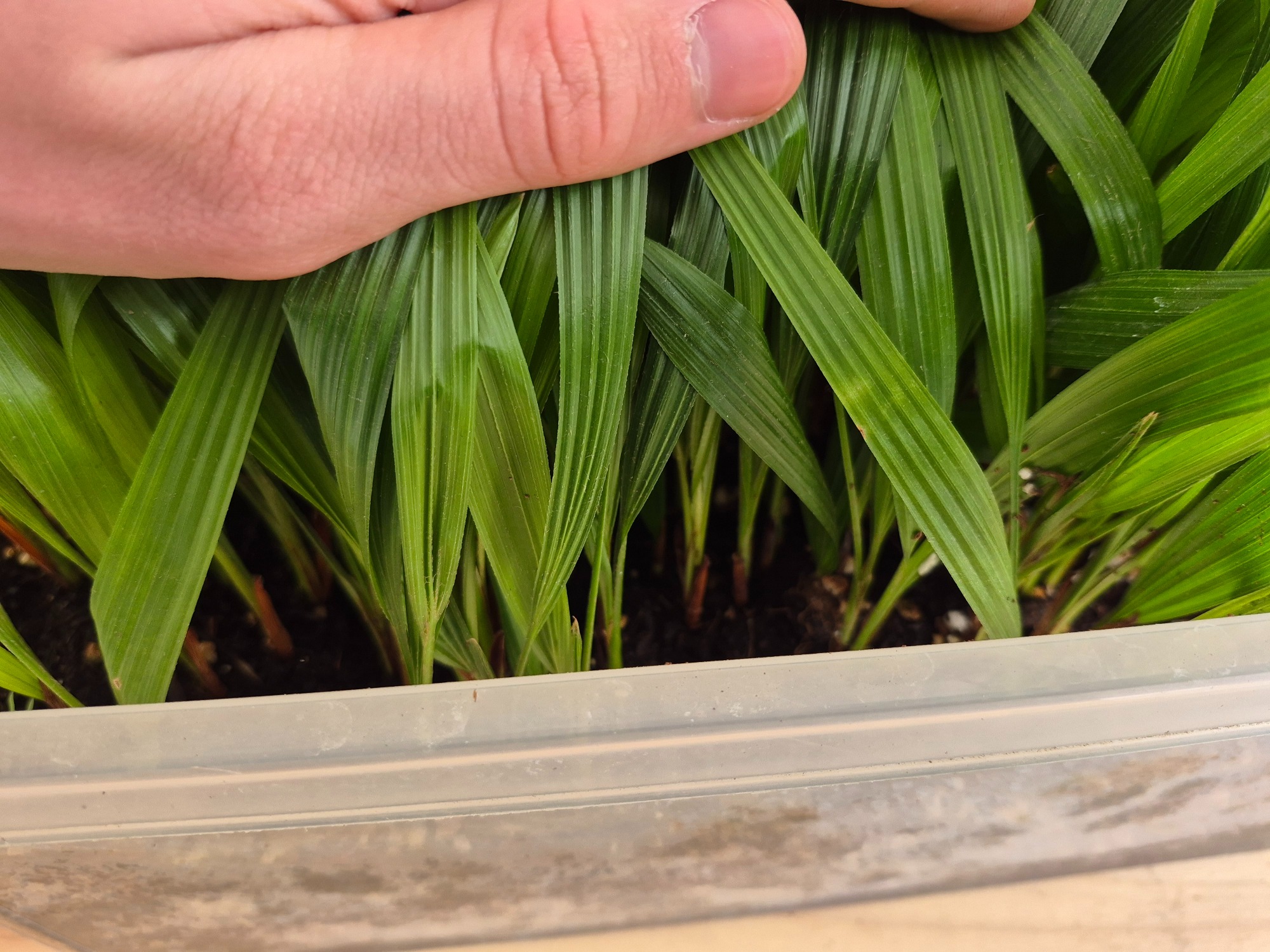 Trachycarpus fortunei - Windmill Palm Seedlings 3 Trachycarpus Fortunei