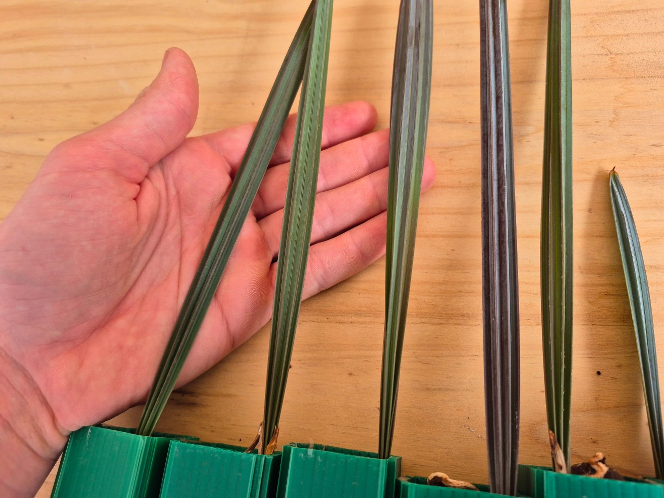 Bismarckia nobilis - Silver Bismarck Palm Seedlings 4 Bismarckia nobilis