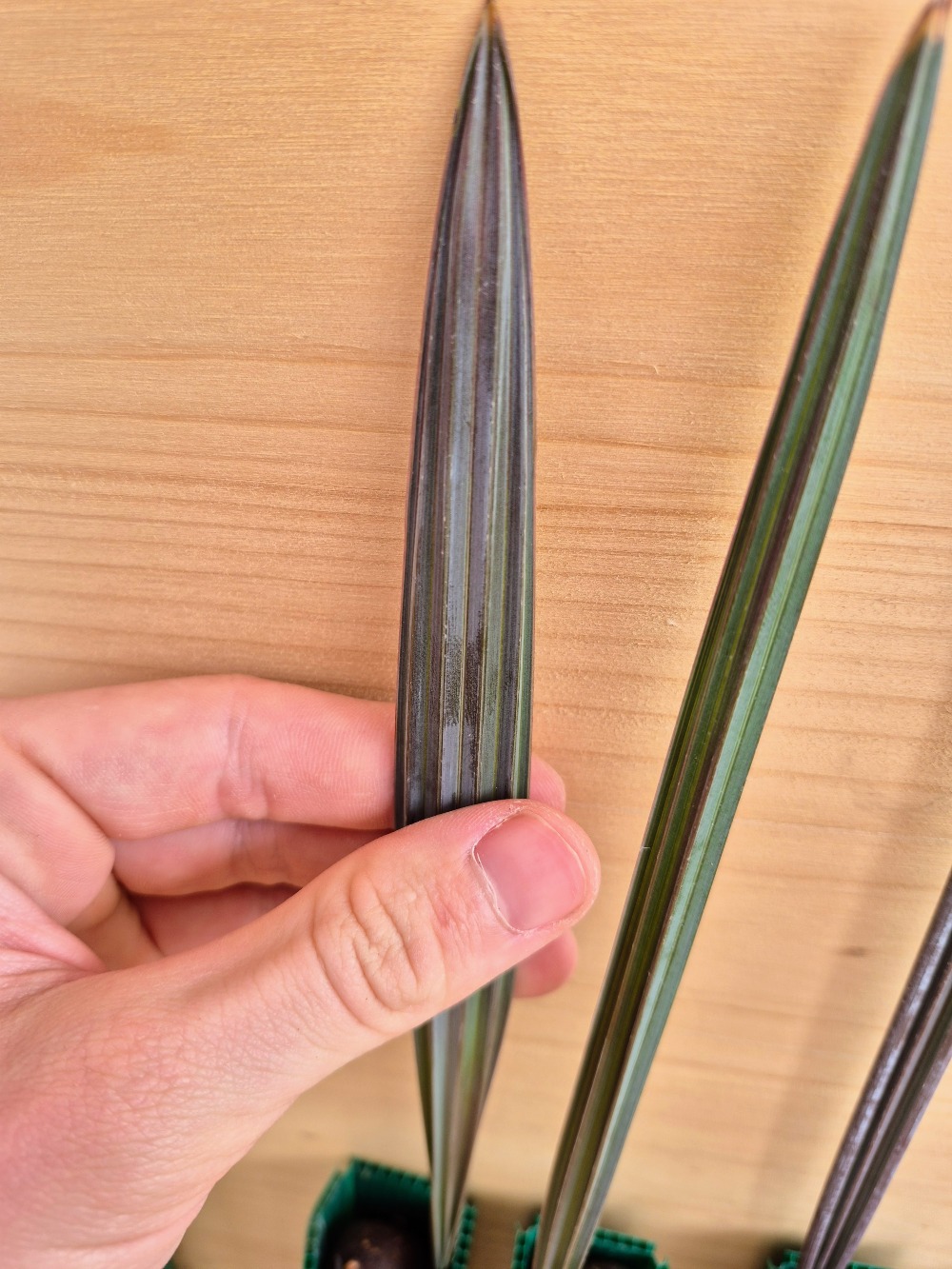 Bismarckia nobilis - Silver Bismarck Palm Seedlings 3 Bismarckia nobilis ()