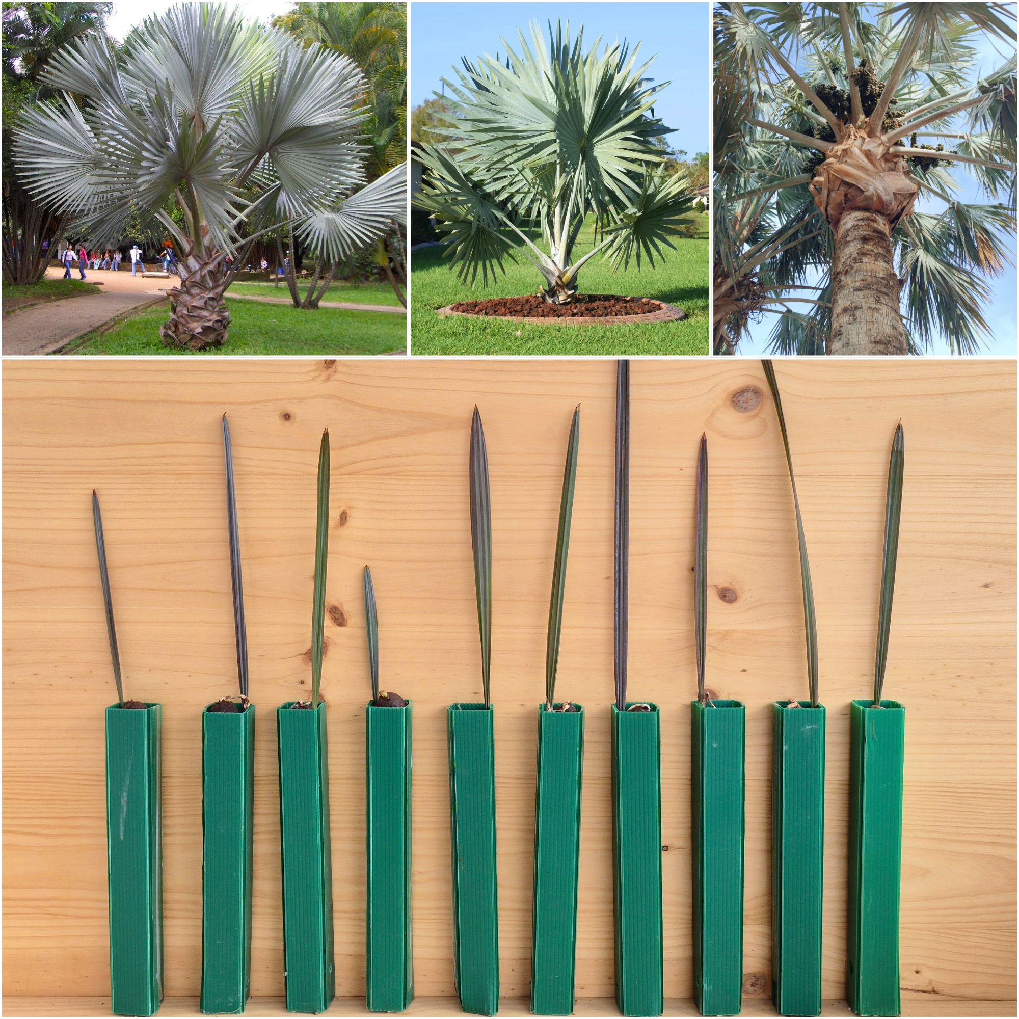 Bismarckia nobilis Silver Bismarck Palm Seedlings